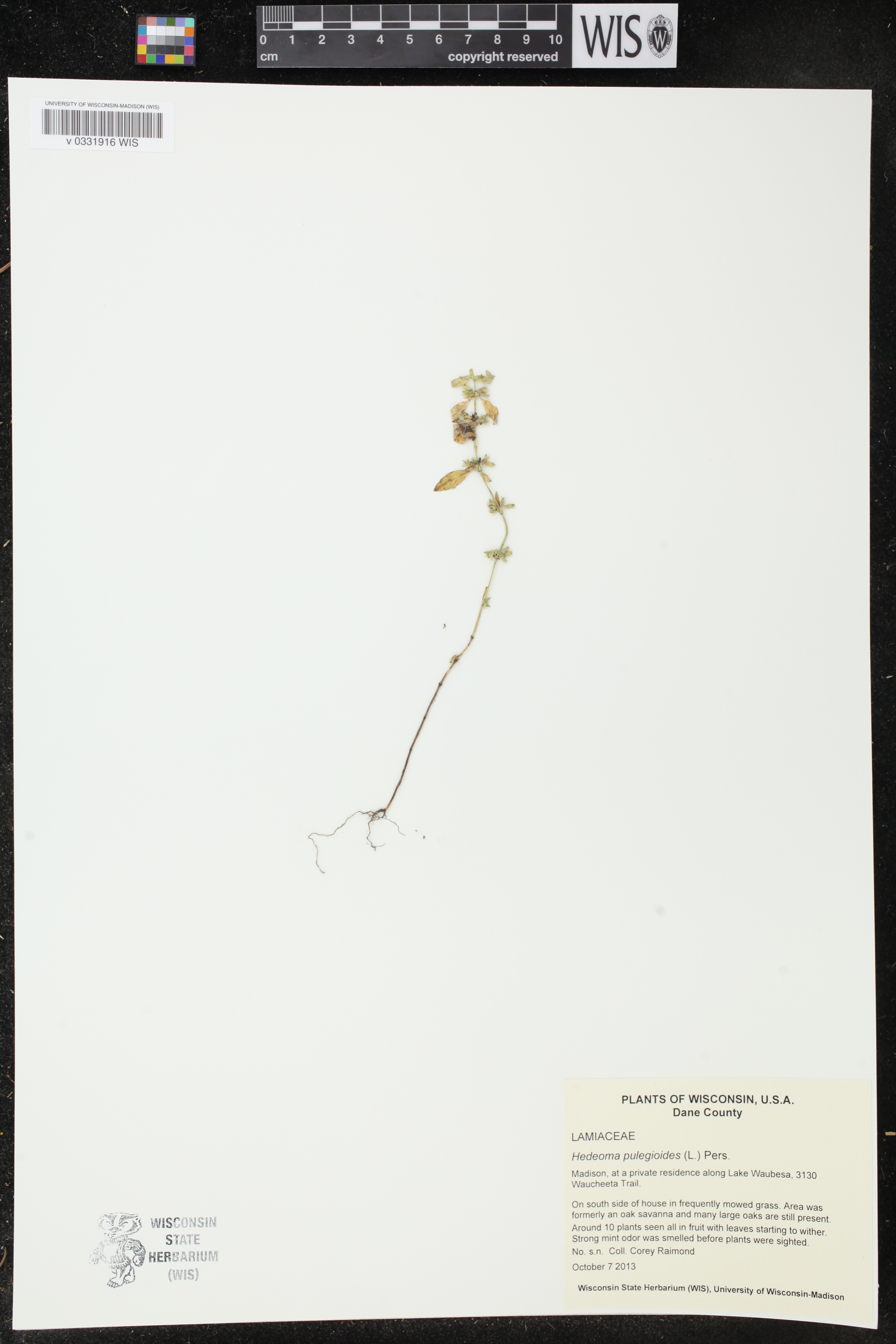 Hedeoma pulegioides image