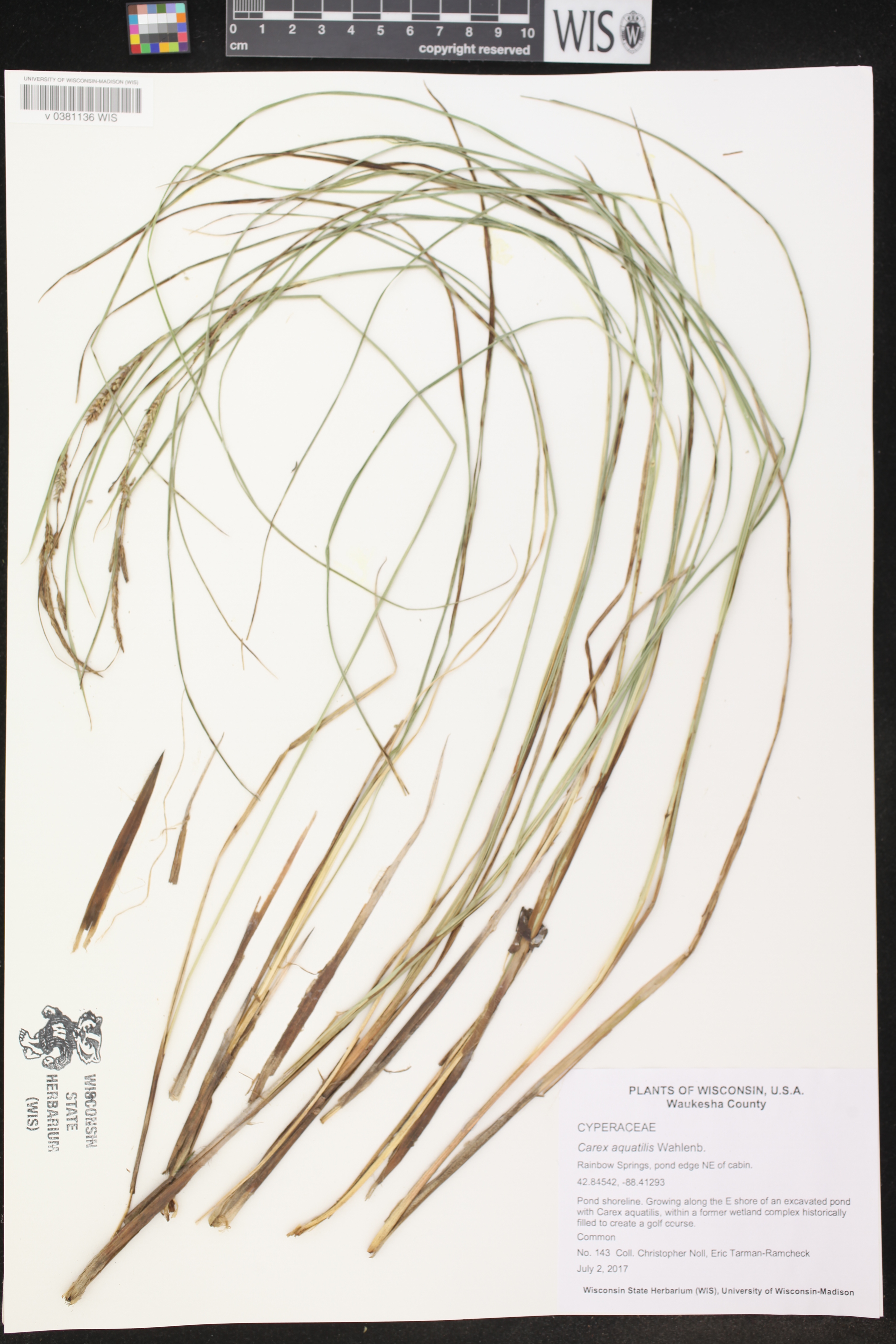 Carex aquatilis image