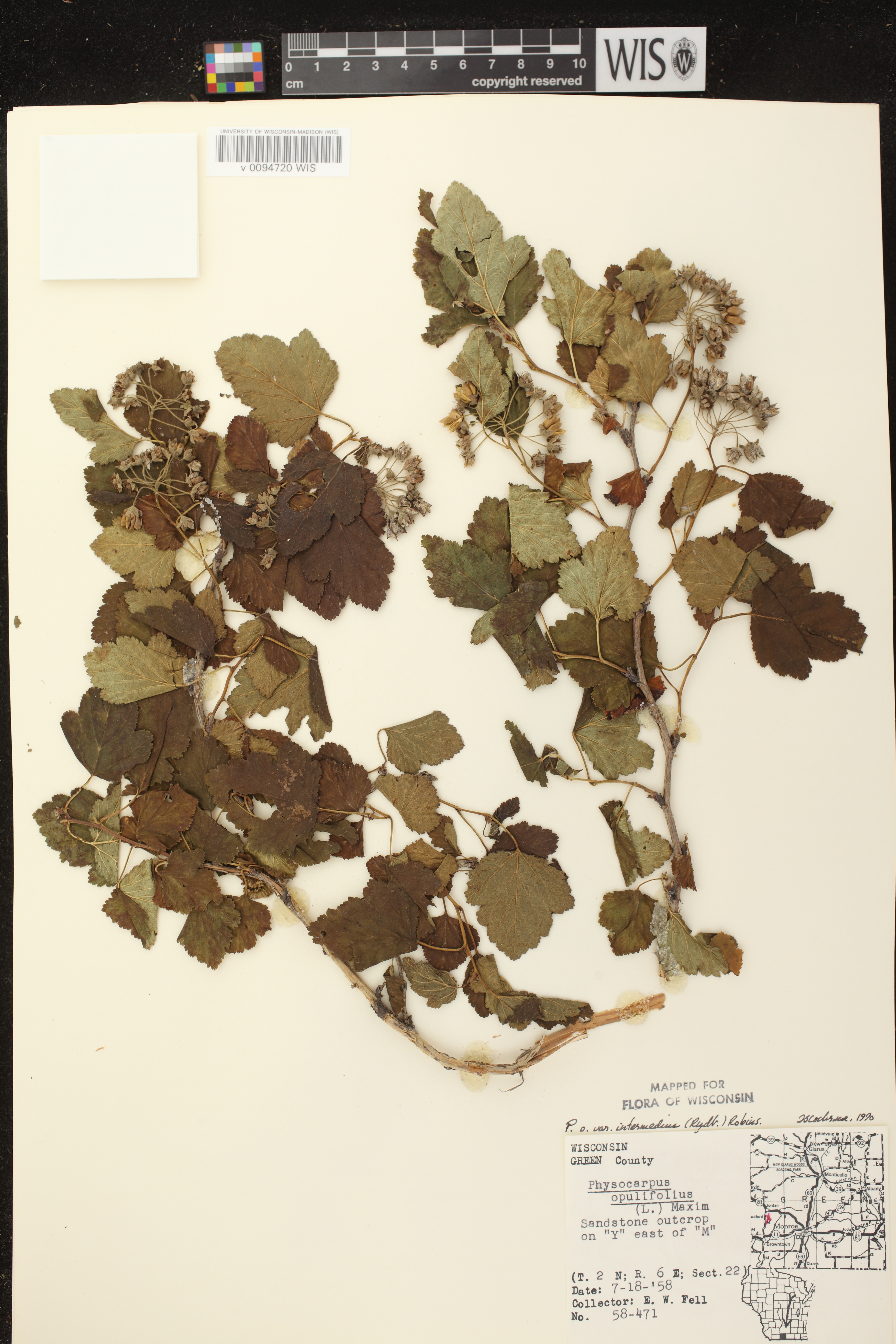 Physocarpus intermedius image