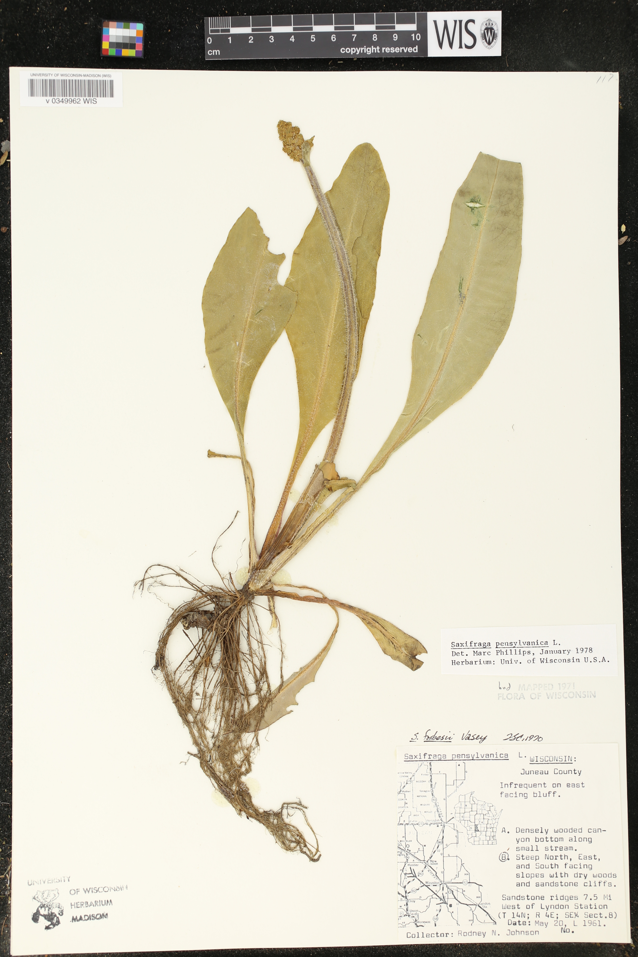 Micranthes pensylvanica image