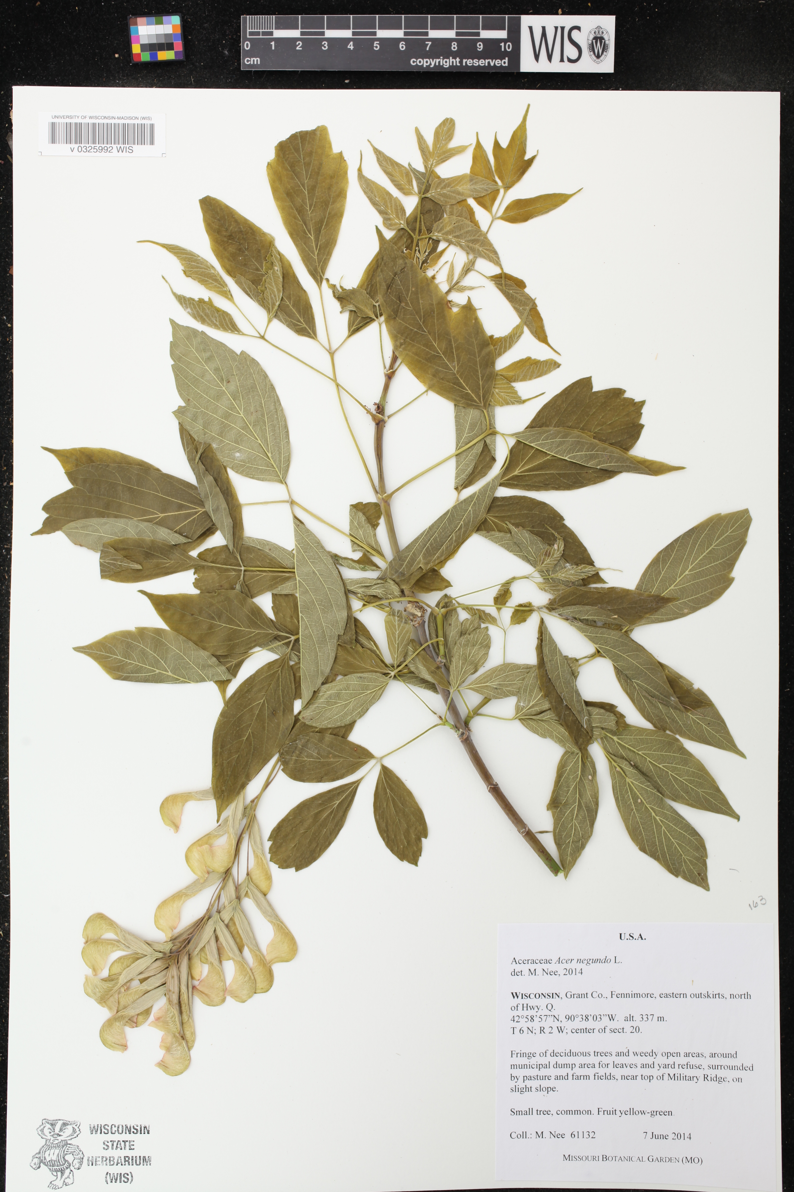 Acer negundo image