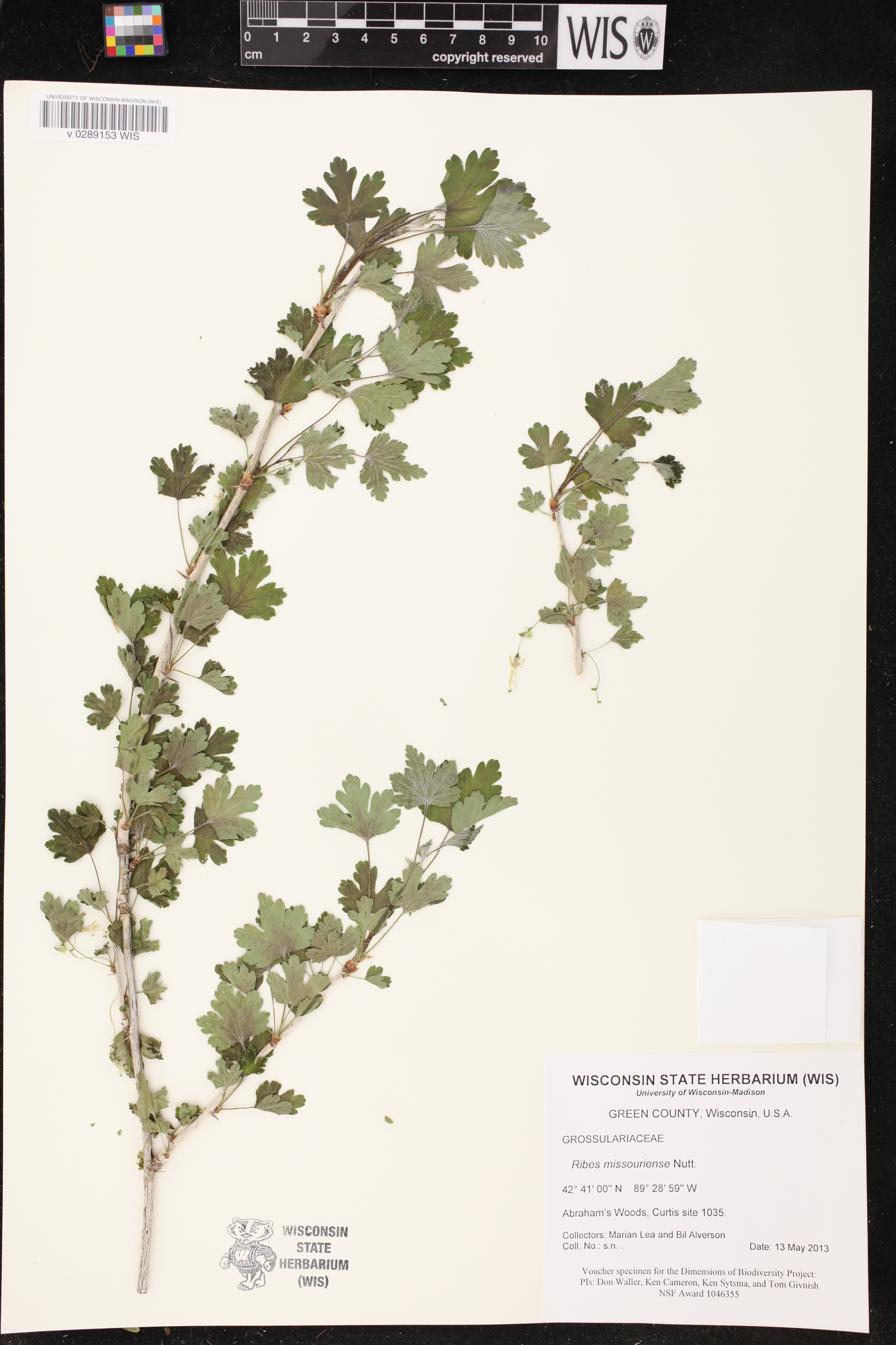 Ribes missouriense image