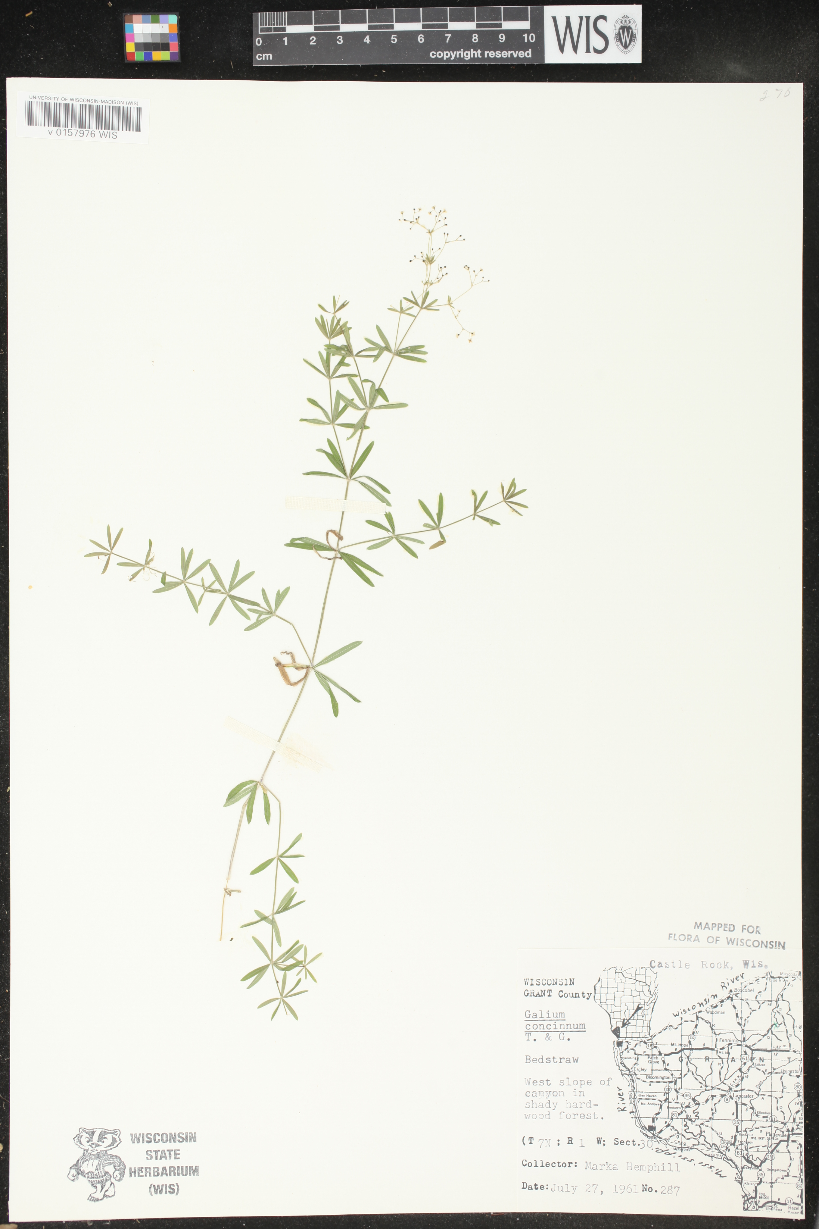 Galium concinnum image