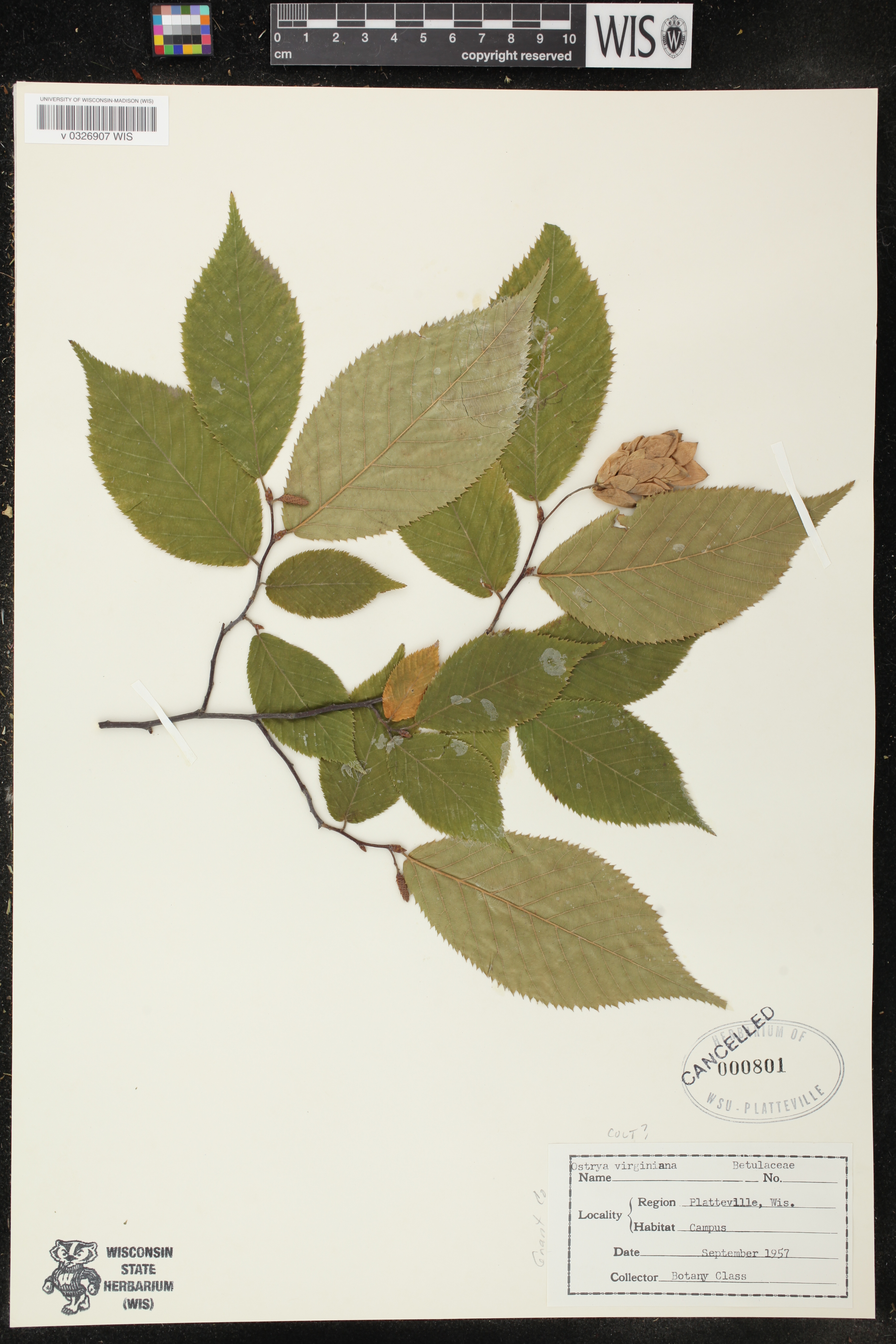 Ostrya virginiana image