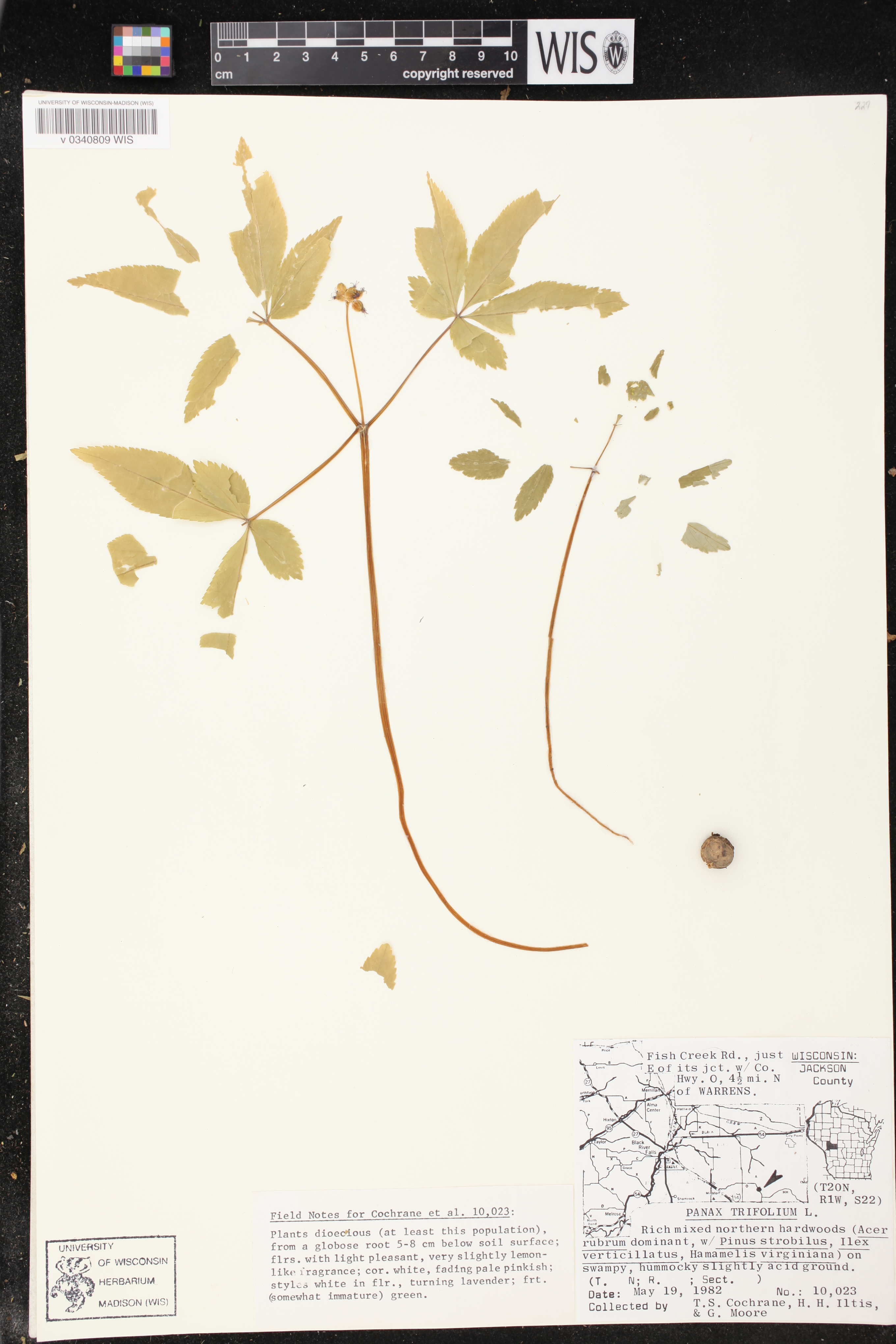 Panax trifolius image