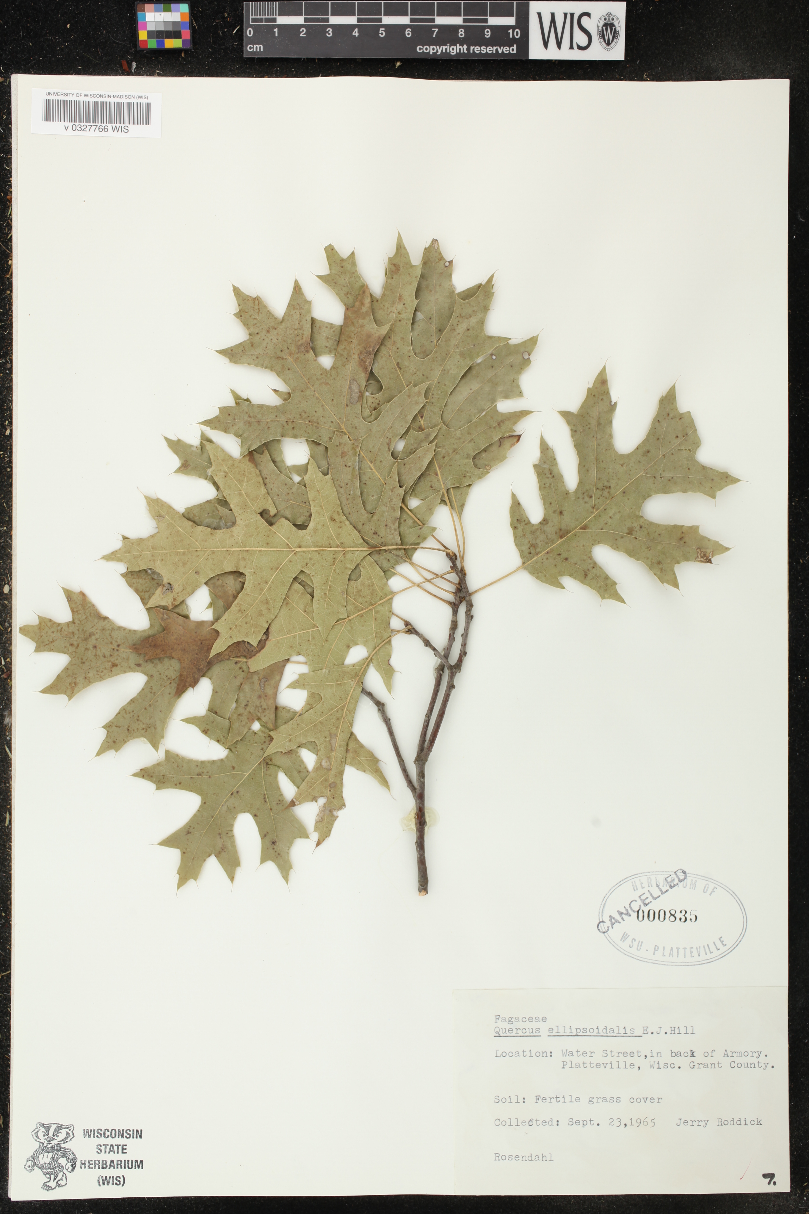 Quercus ellipsoidalis image