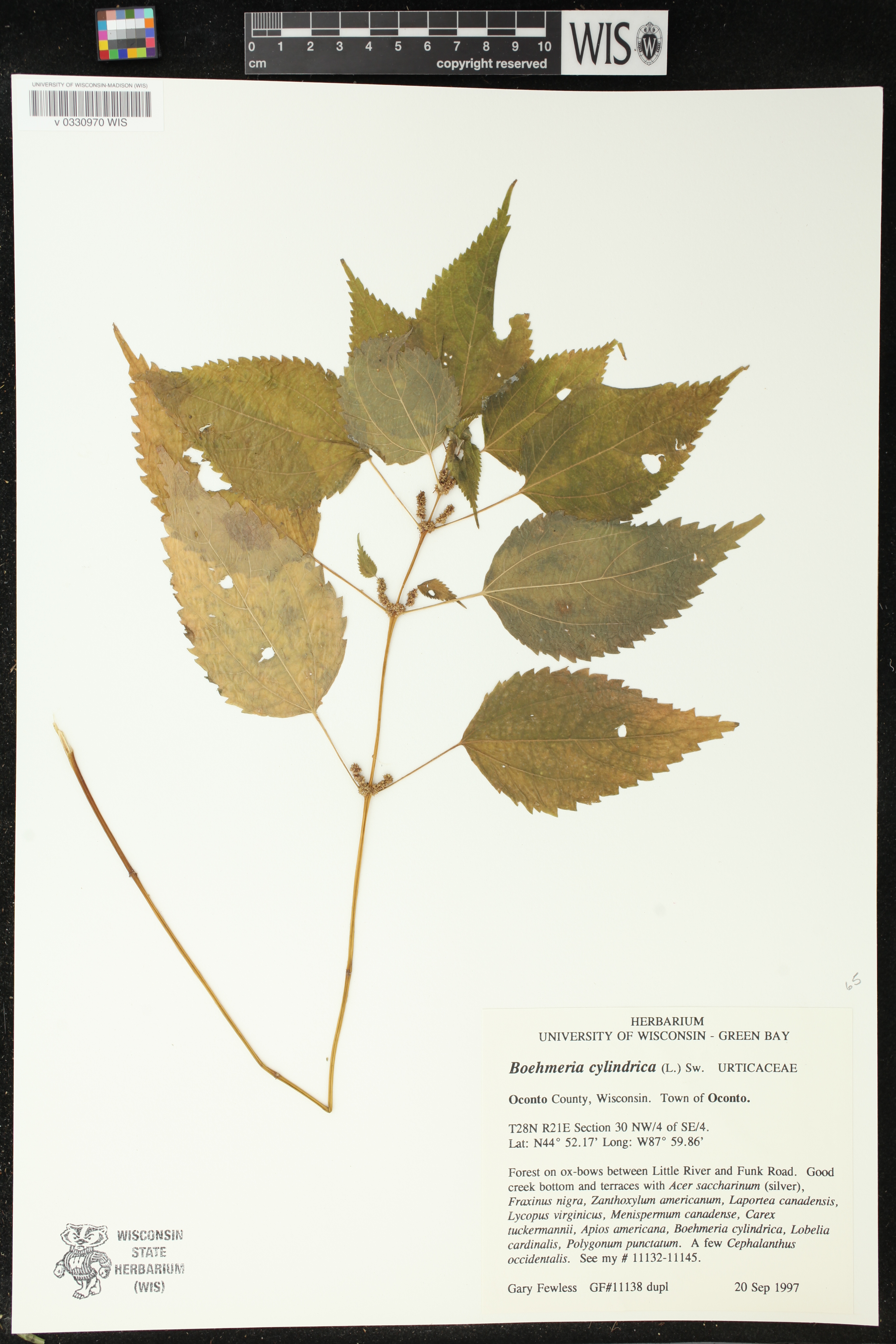 Boehmeria cylindrica image