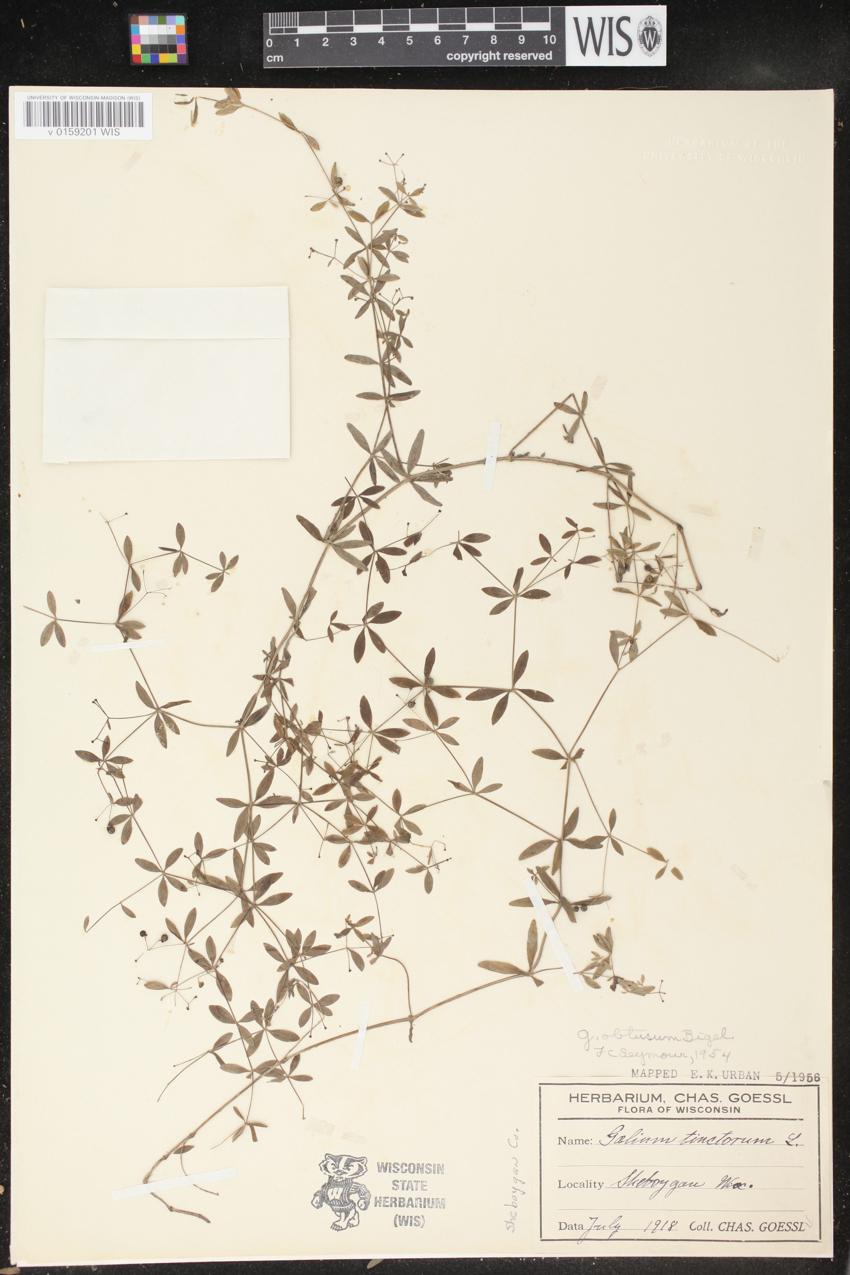 Galium obtusum subsp. obtusum image