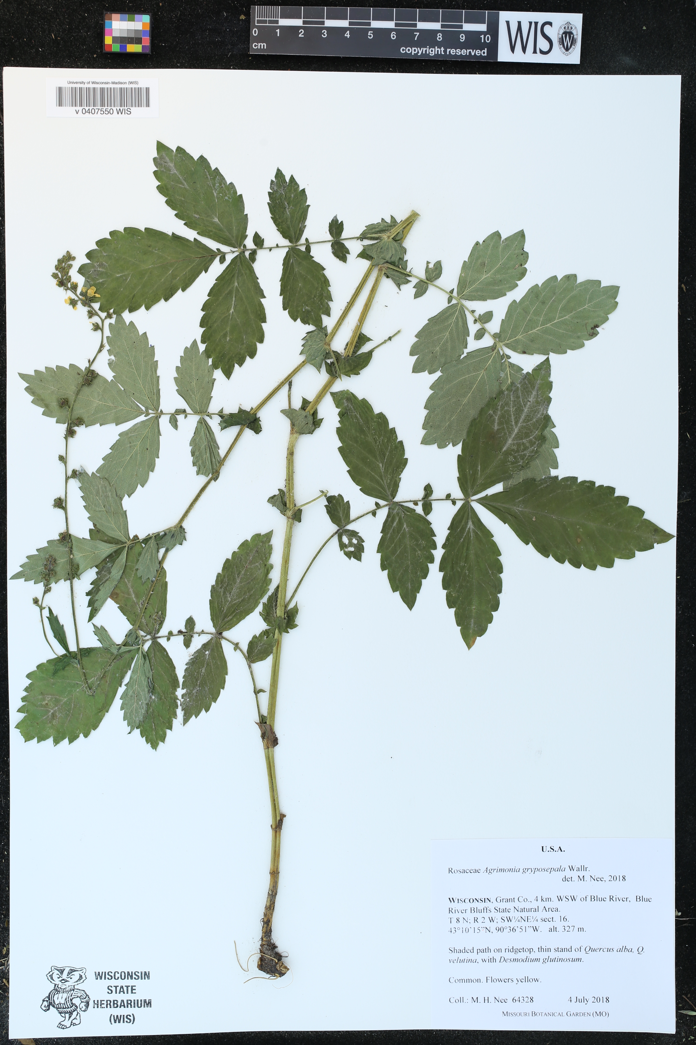 Agrimonia gryposepala image