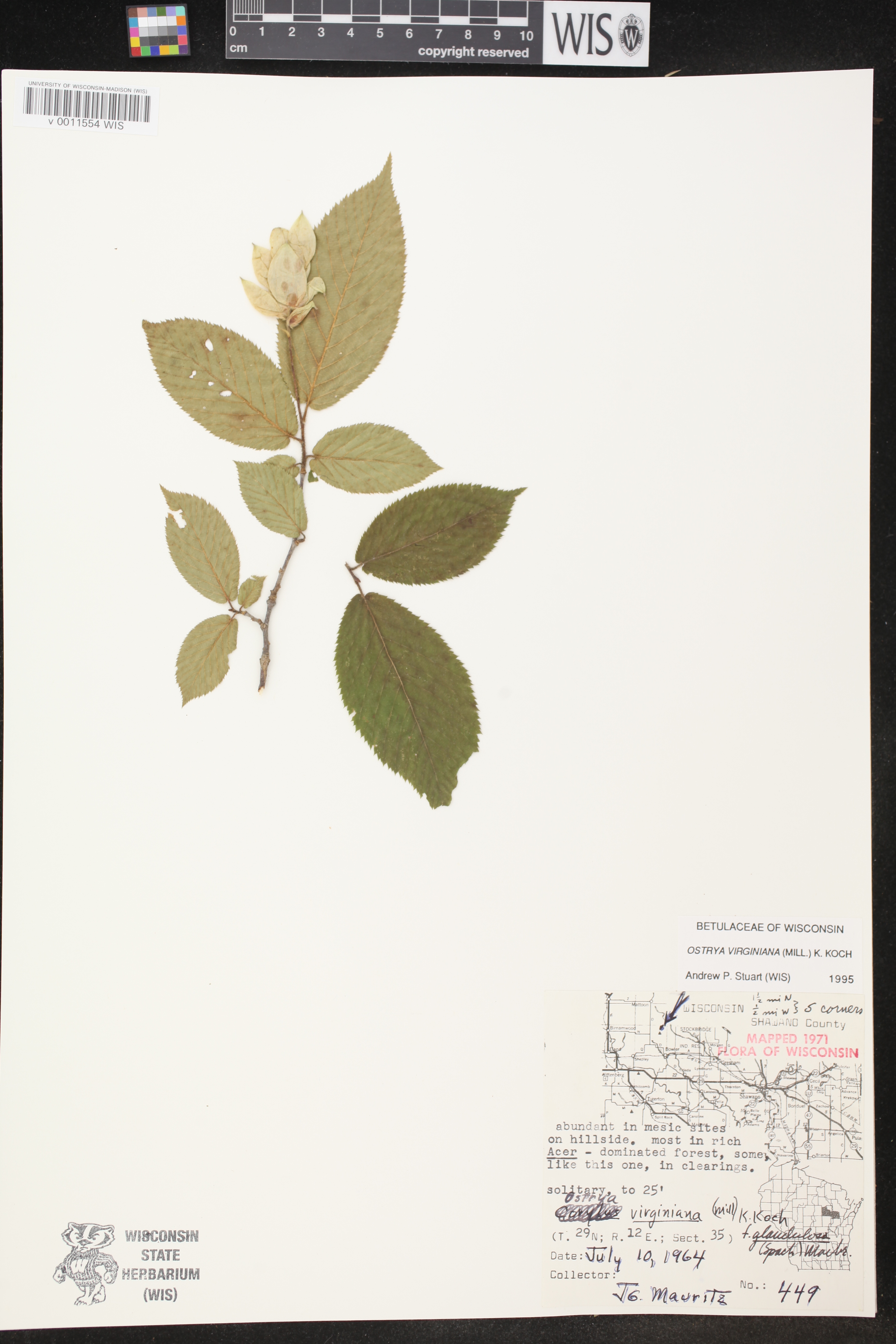Ostrya virginiana image