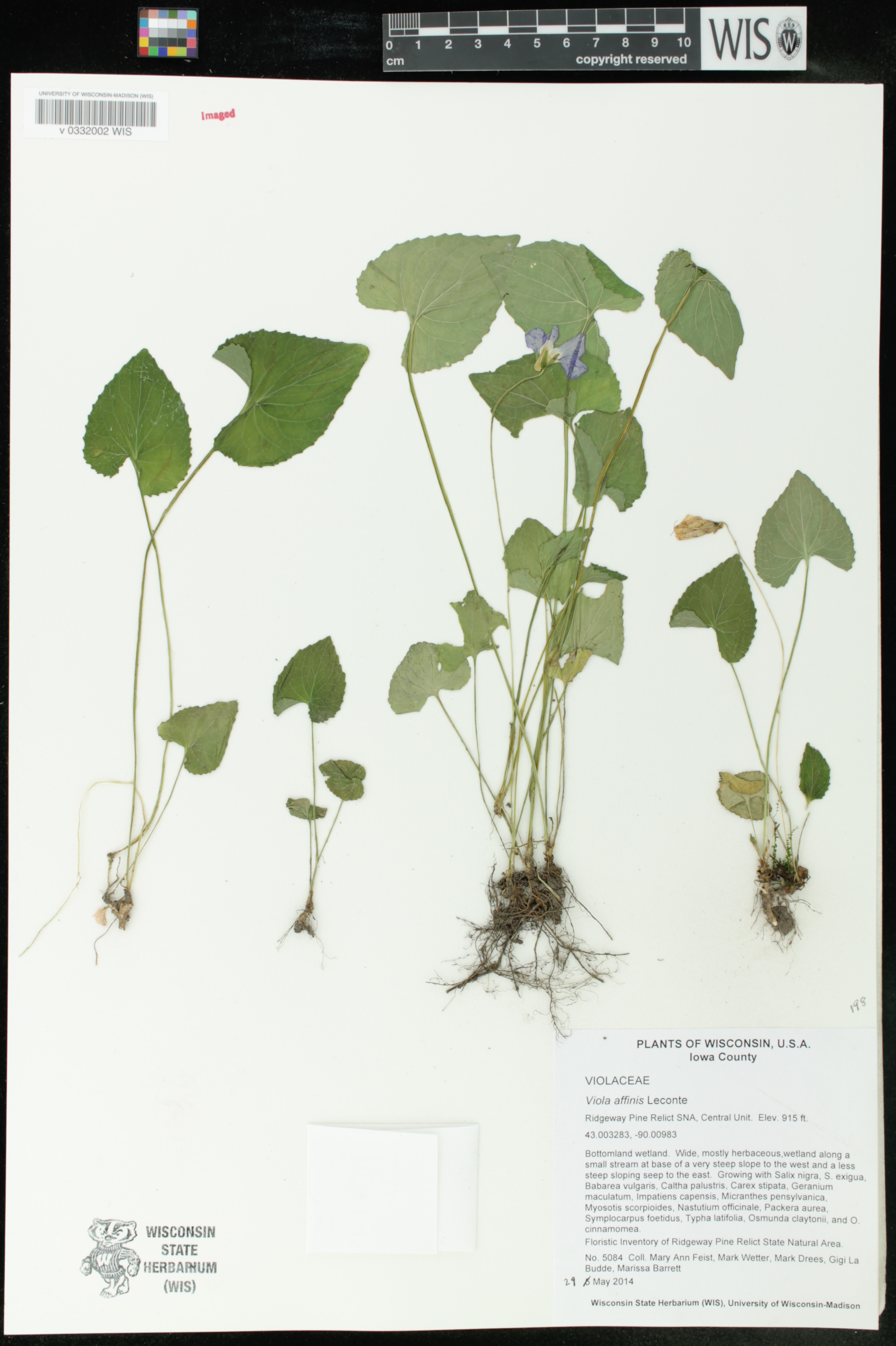 Viola affinis image