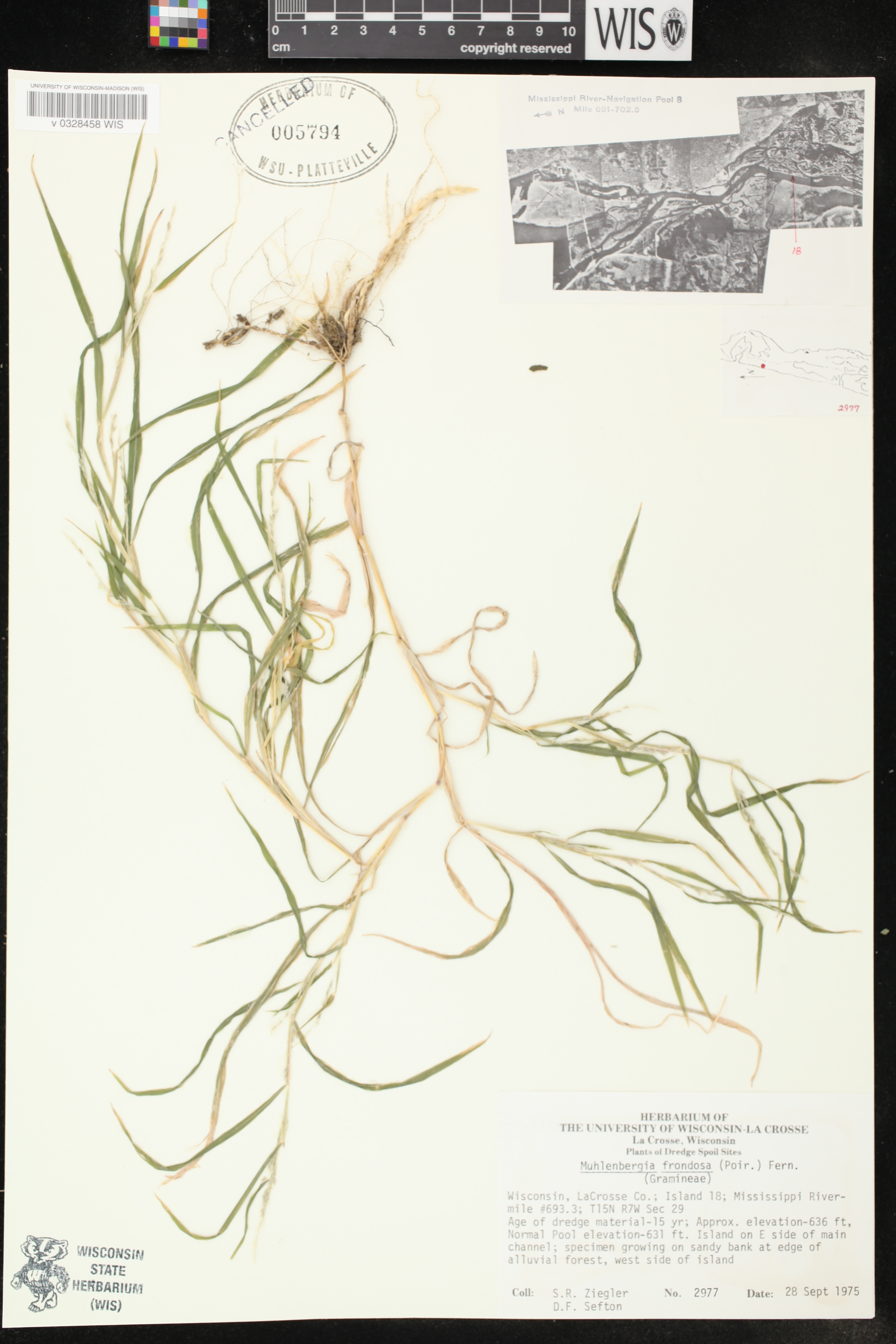 Muhlenbergia frondosa image