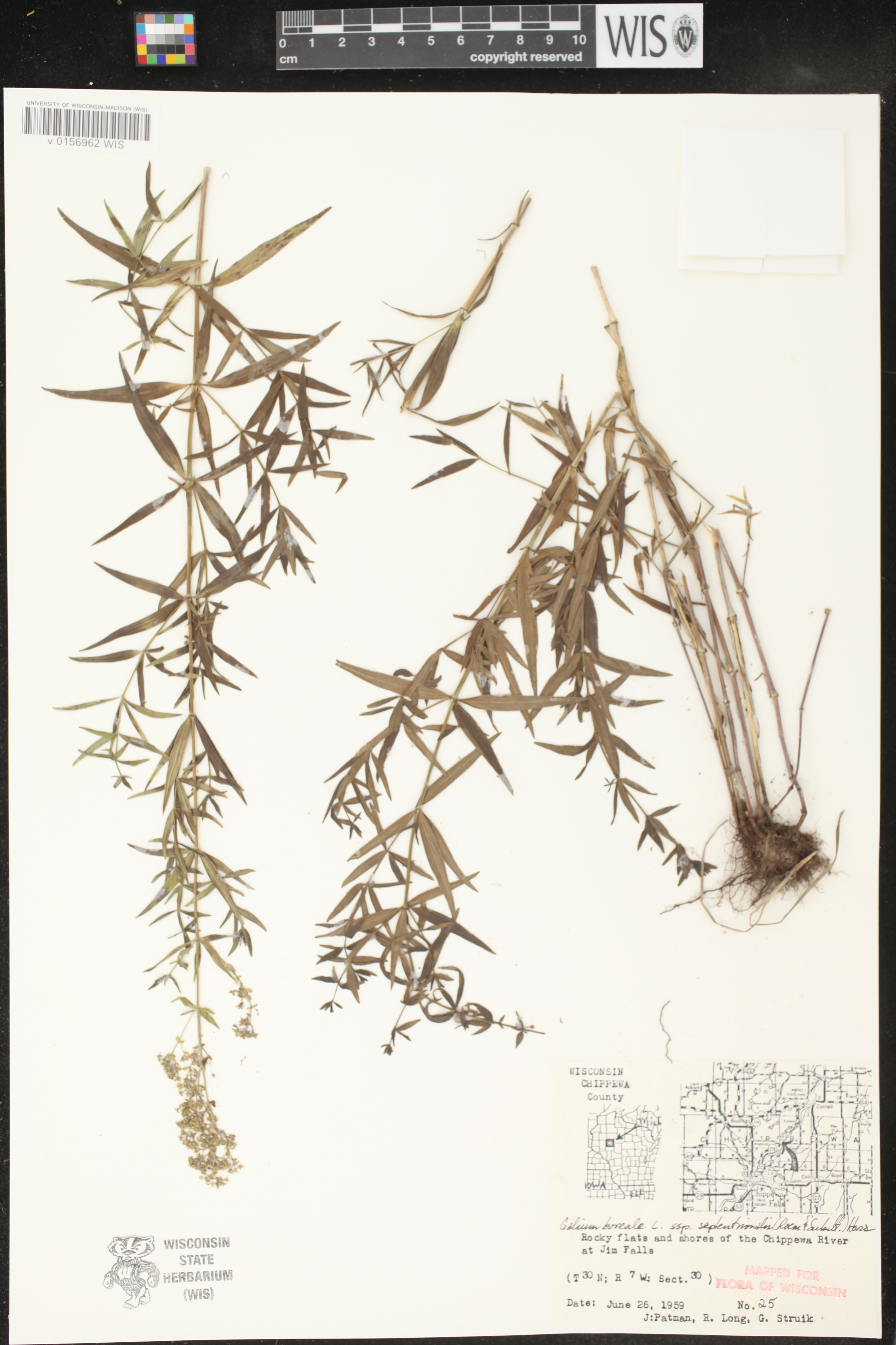 Galium boreale image