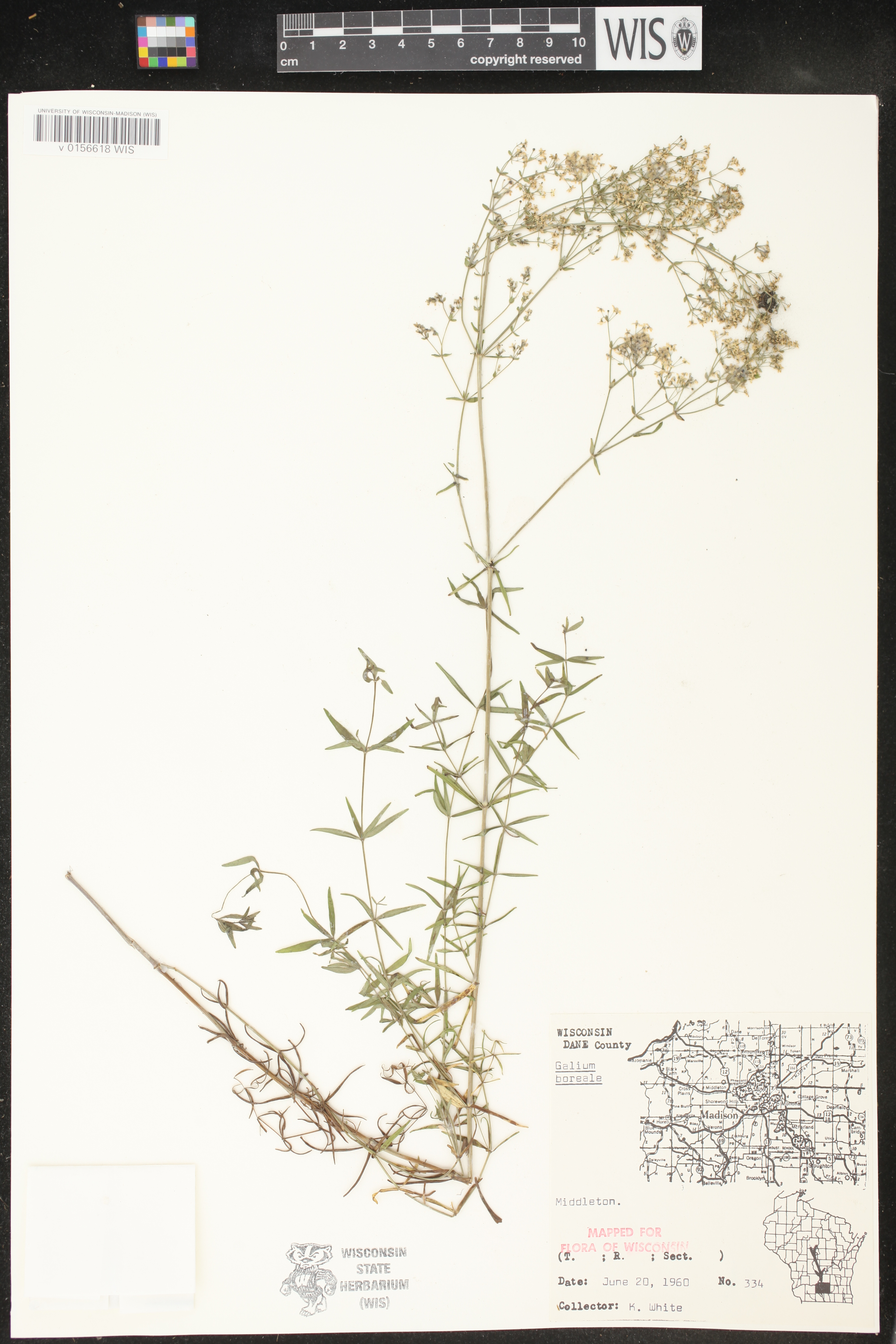 Galium boreale image