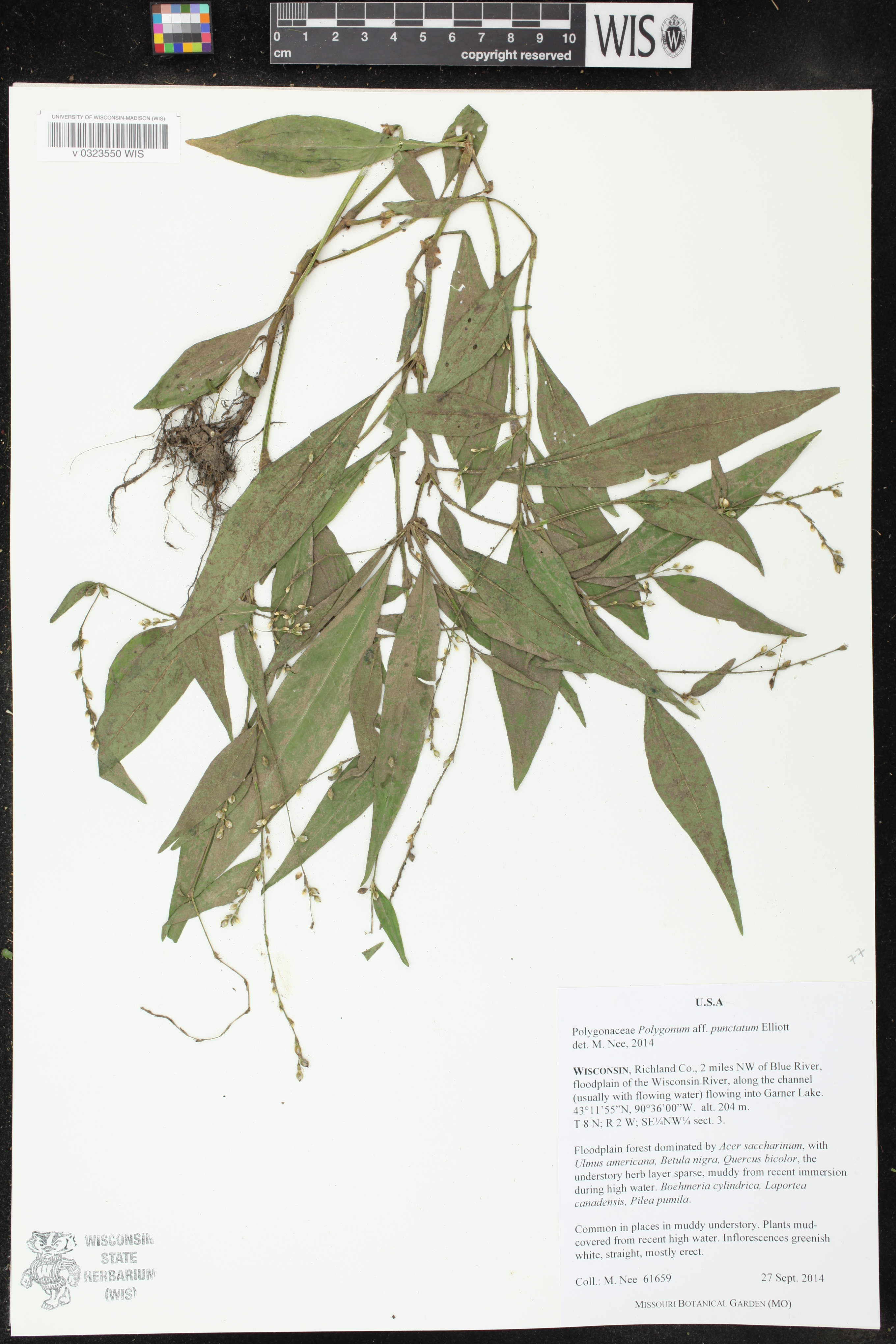 Persicaria punctata image