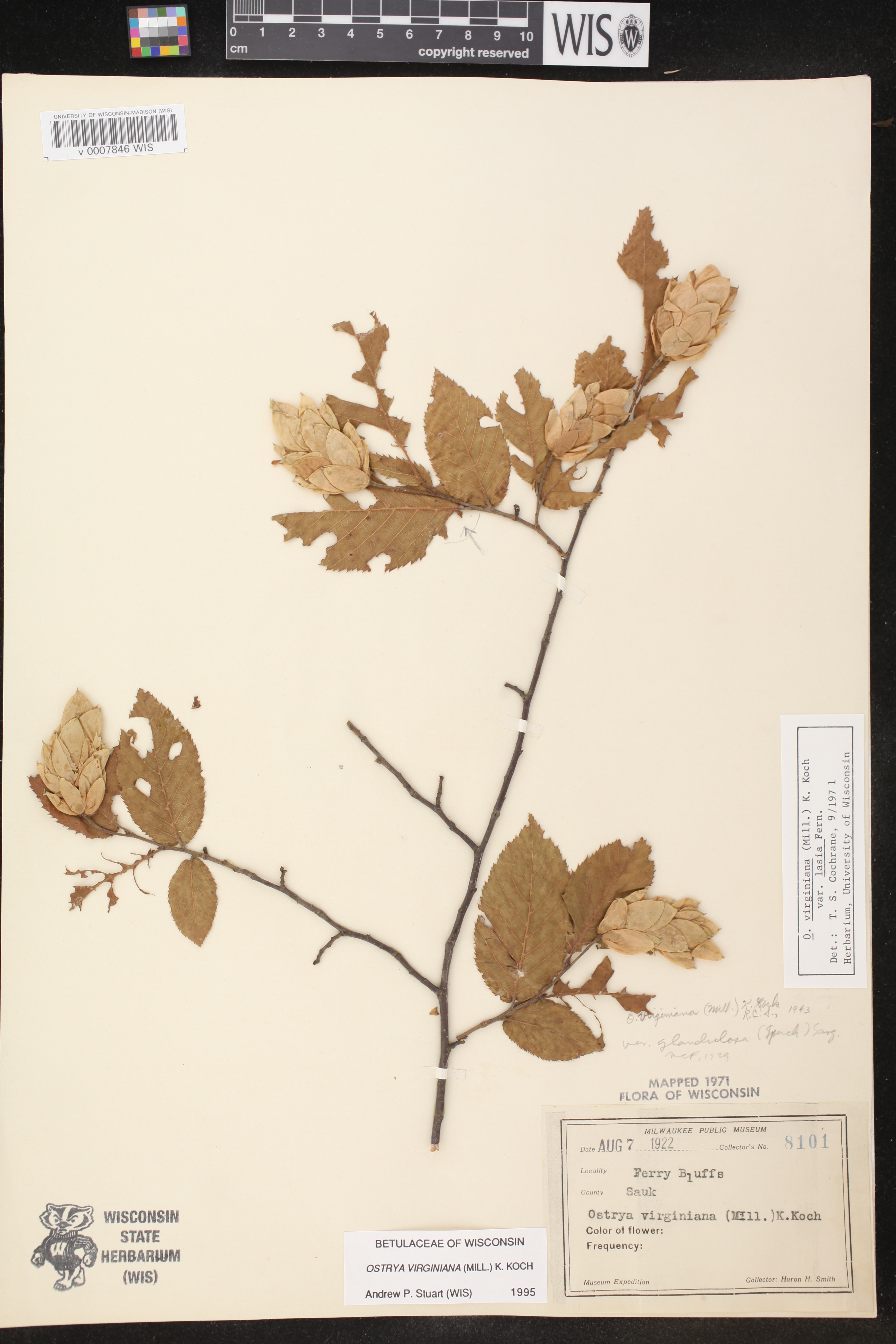 Ostrya virginiana image