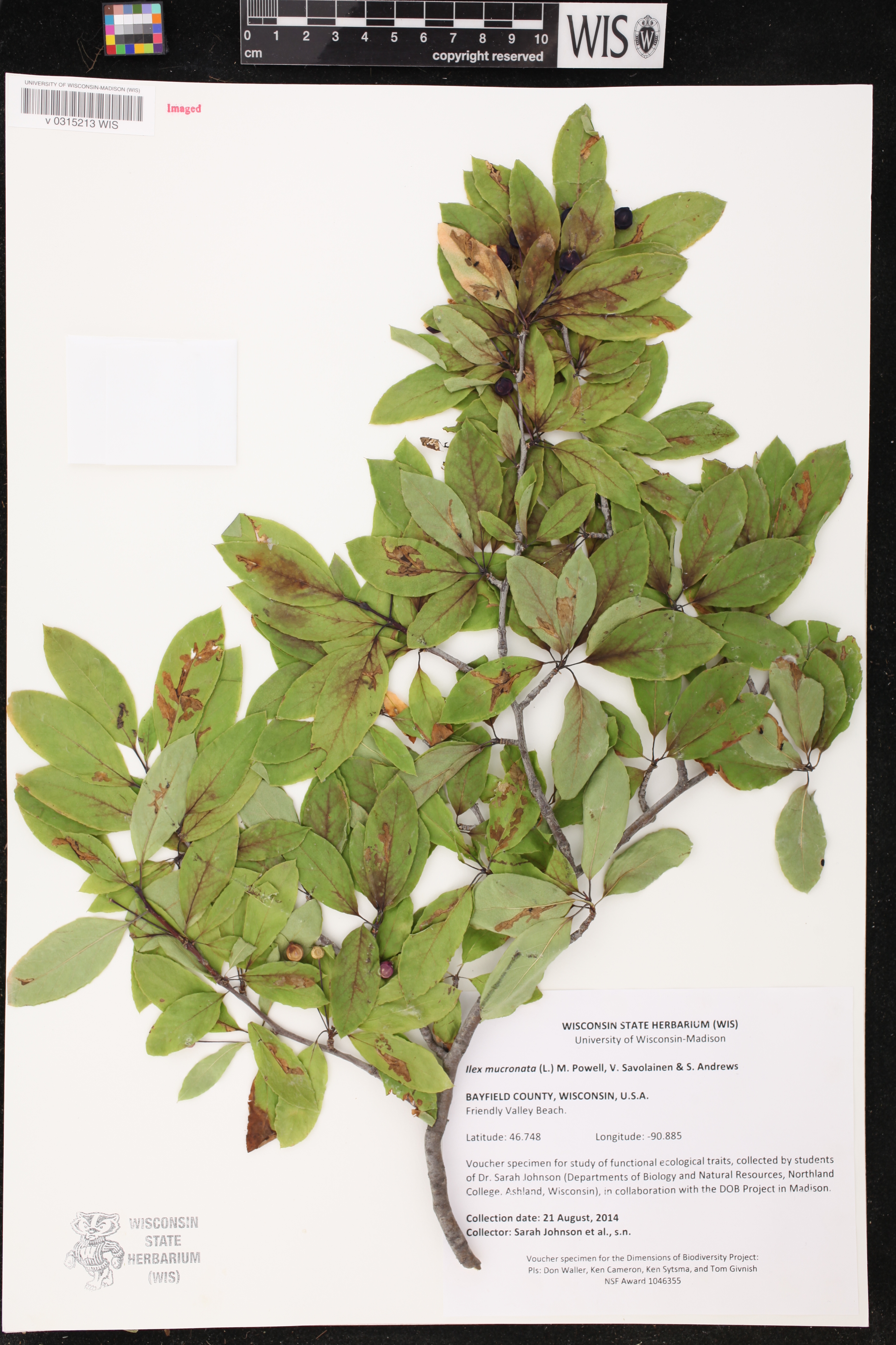 Ilex mucronata image