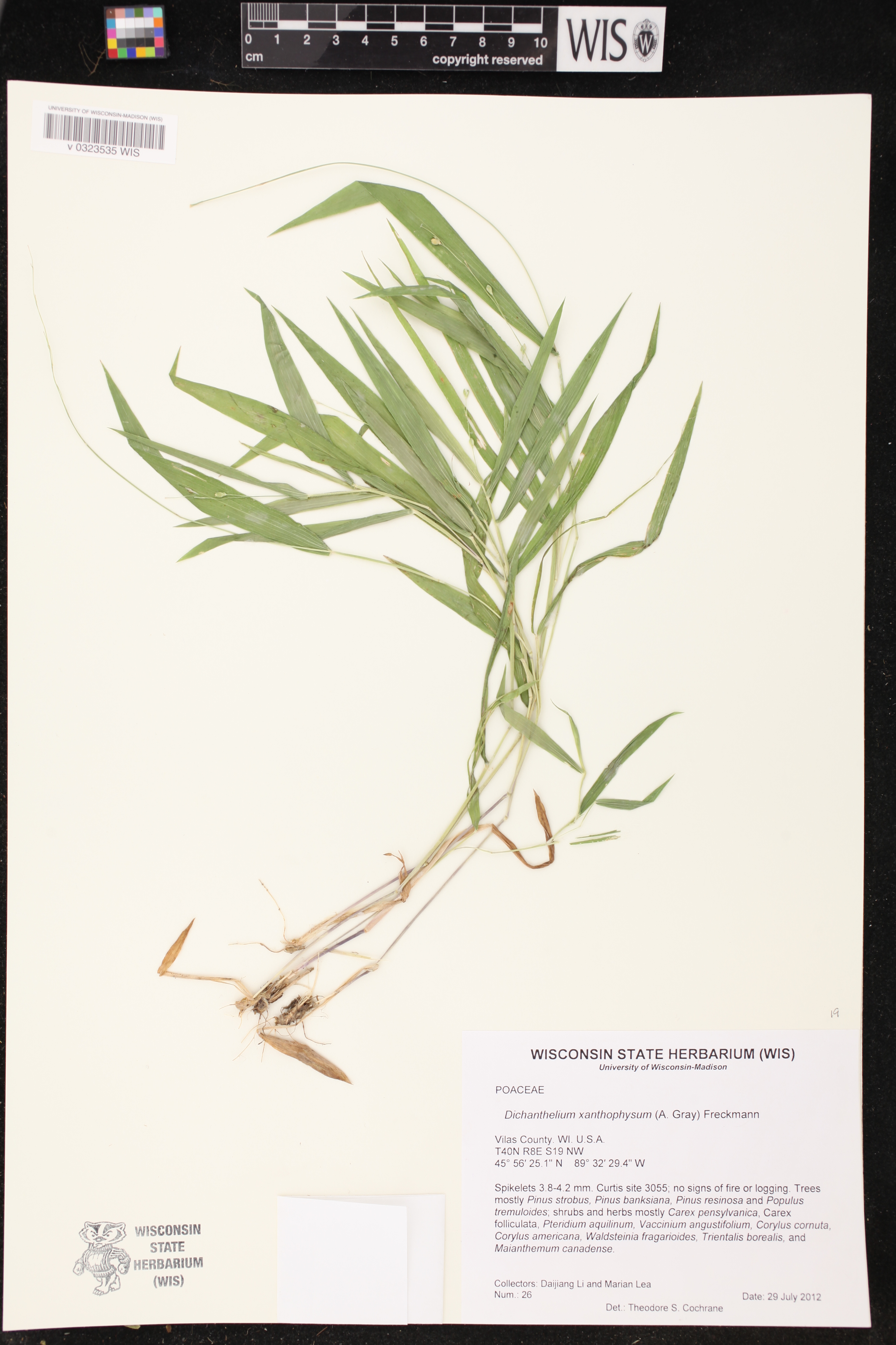 Dichanthelium xanthophysum image