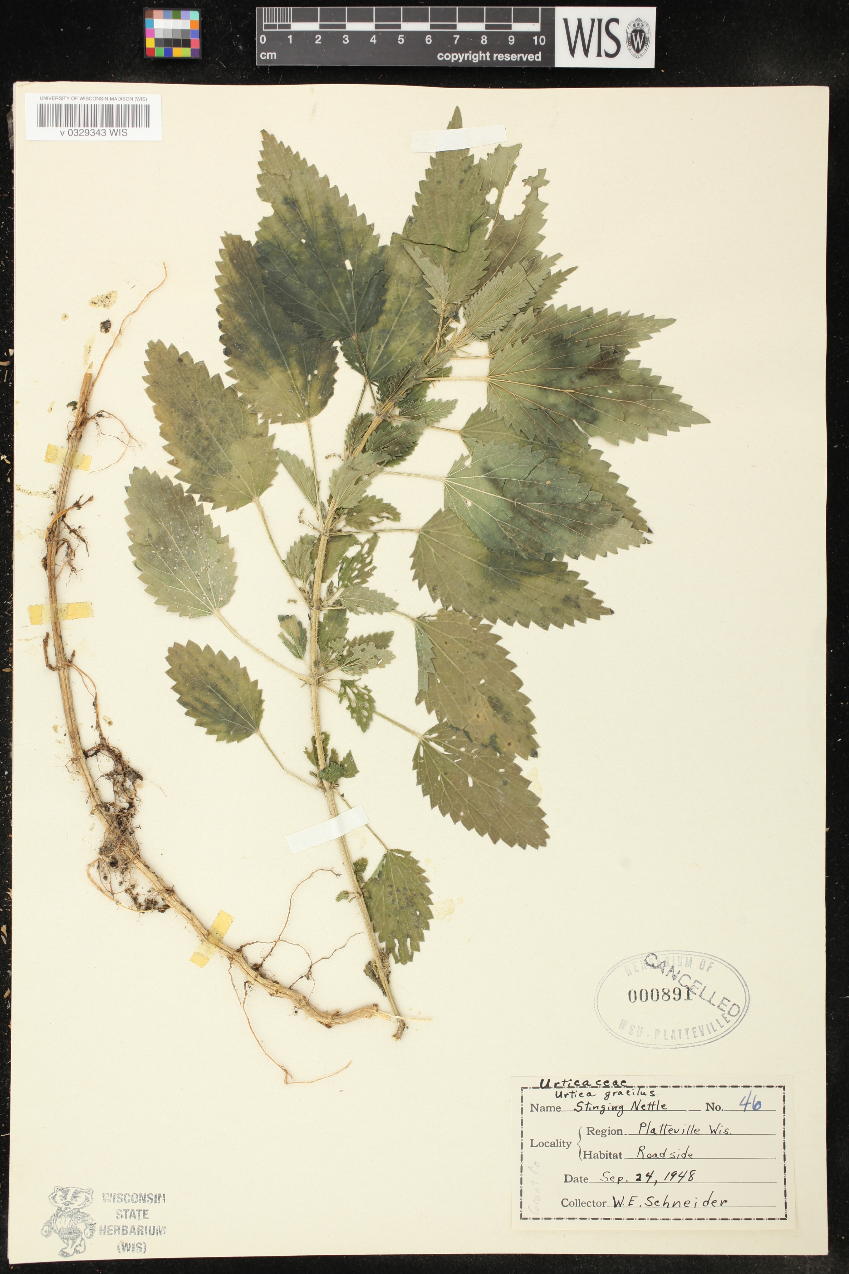 Urtica dioica image