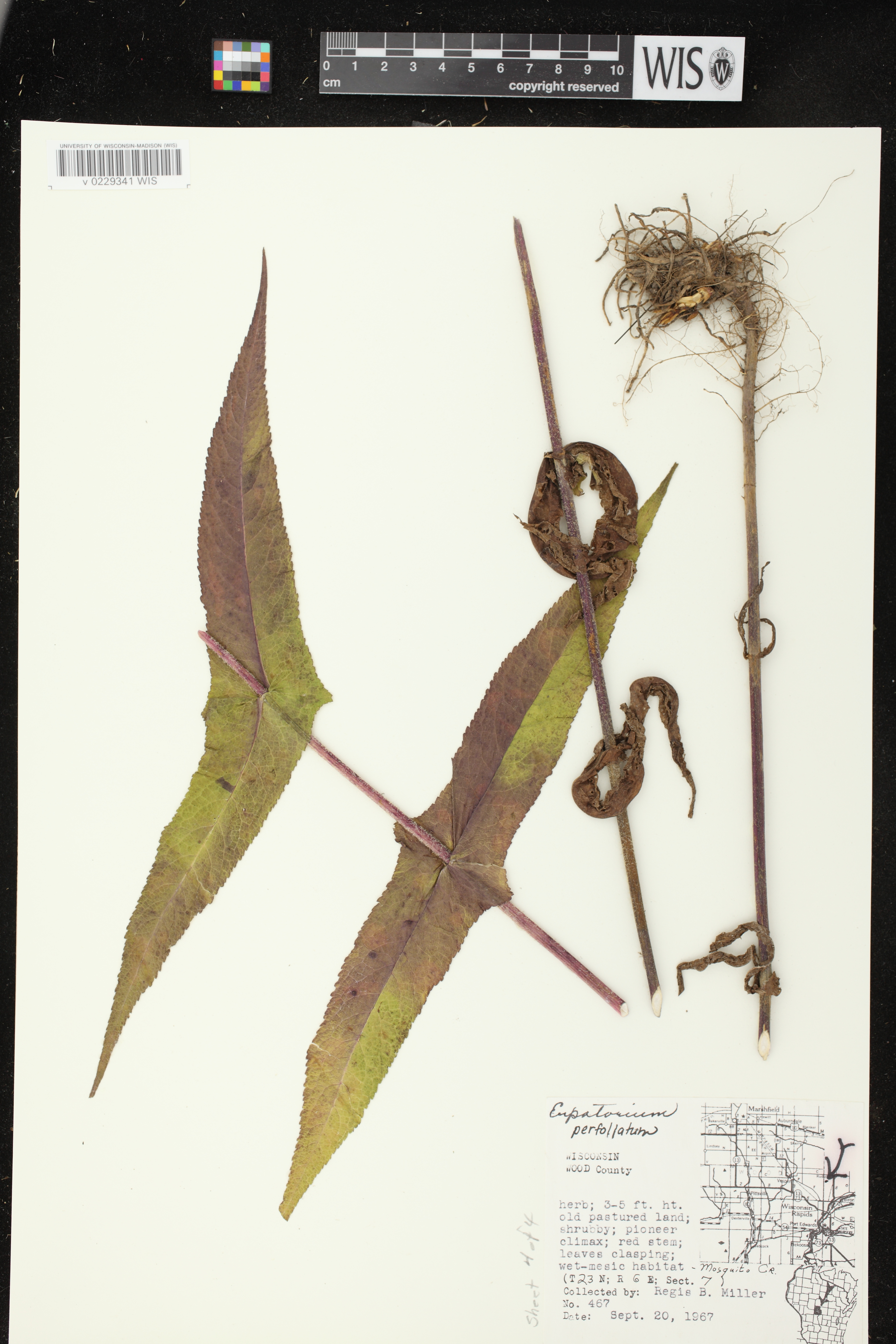 Eupatorium perfoliatum image