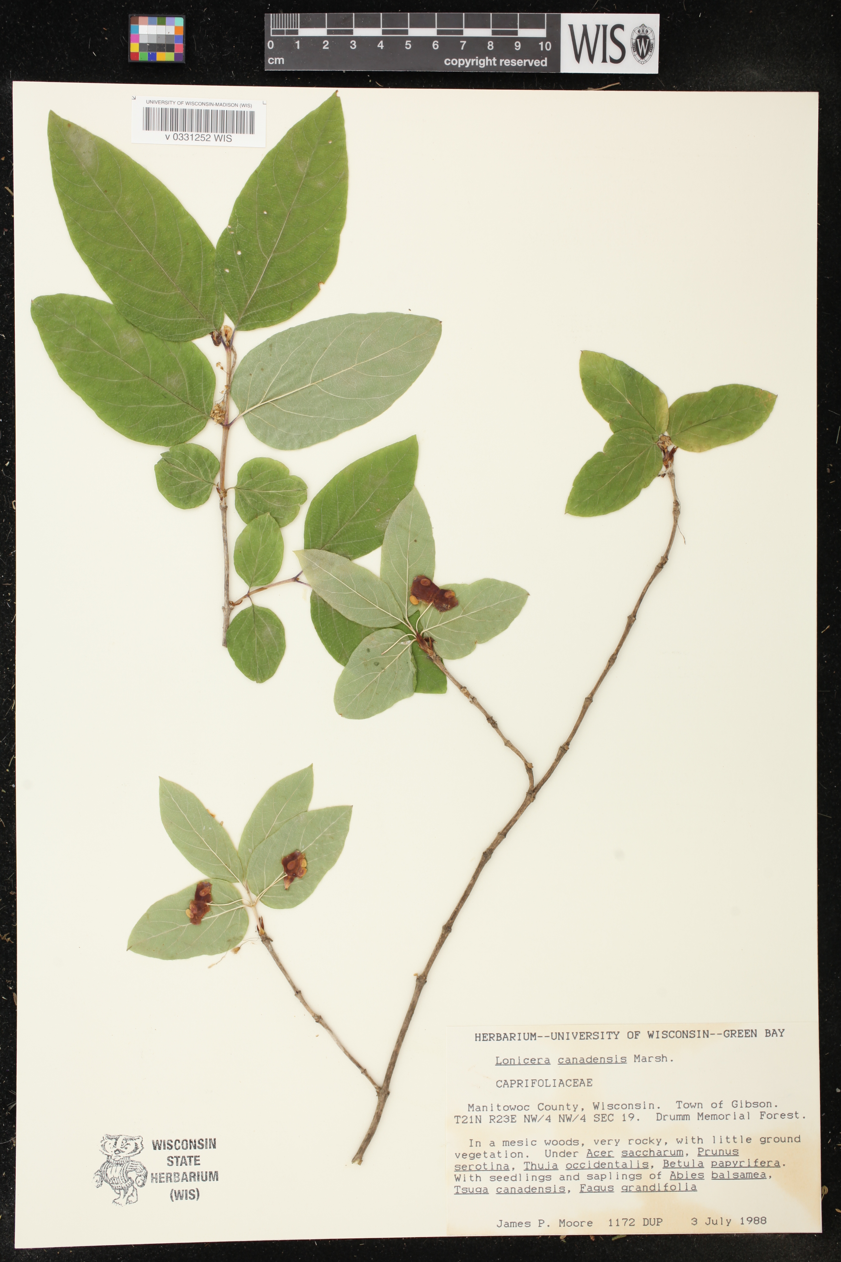 Lonicera canadensis image