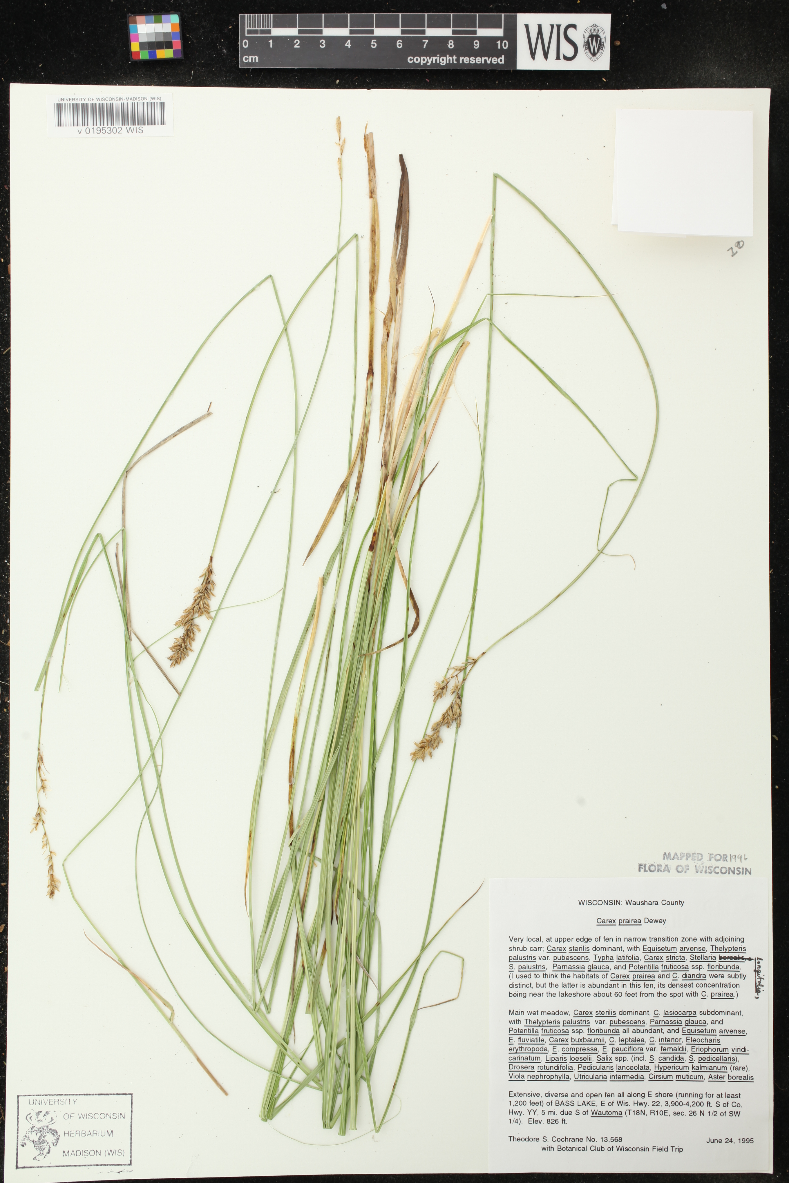 Carex prairea image