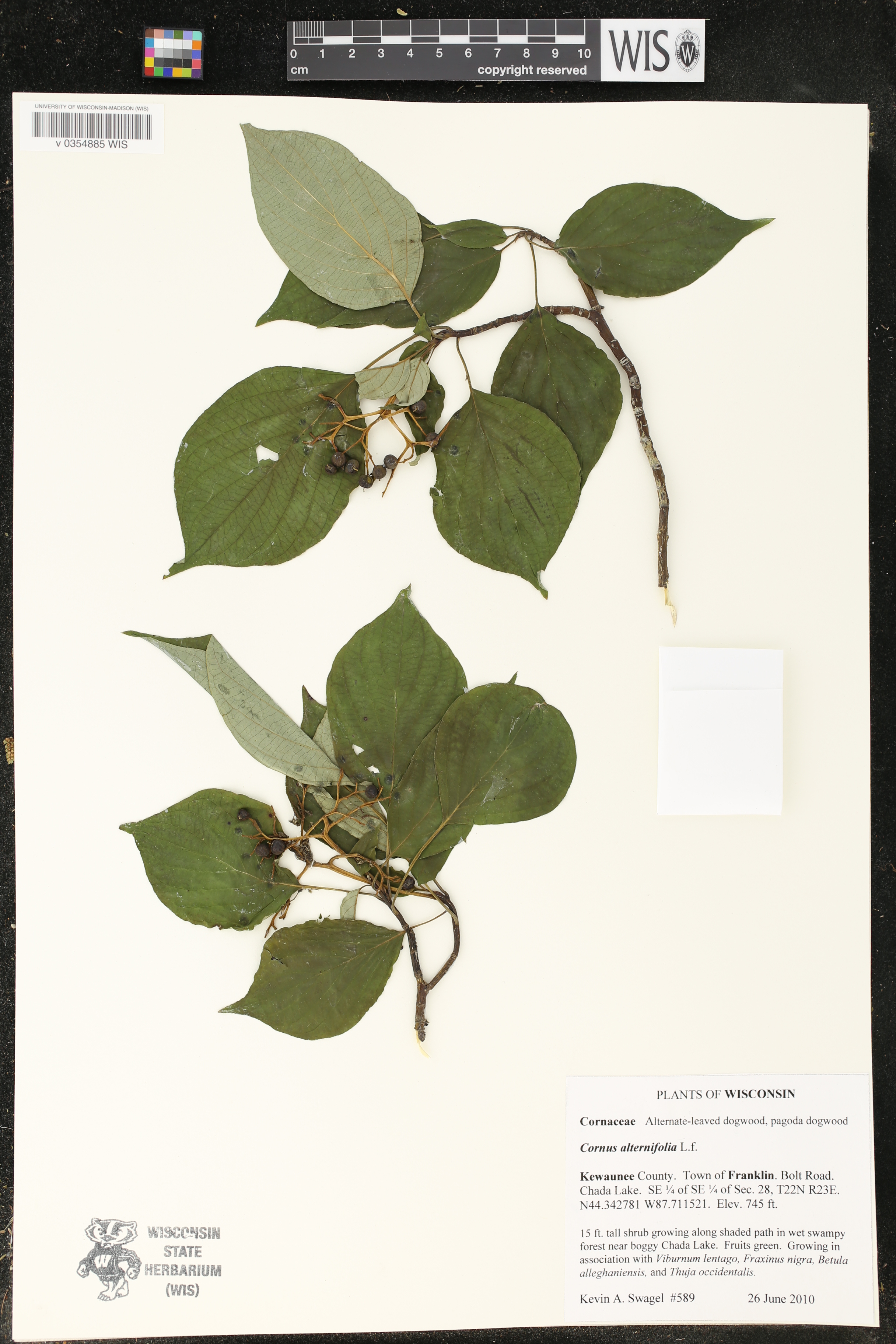 Cornus alternifolia image