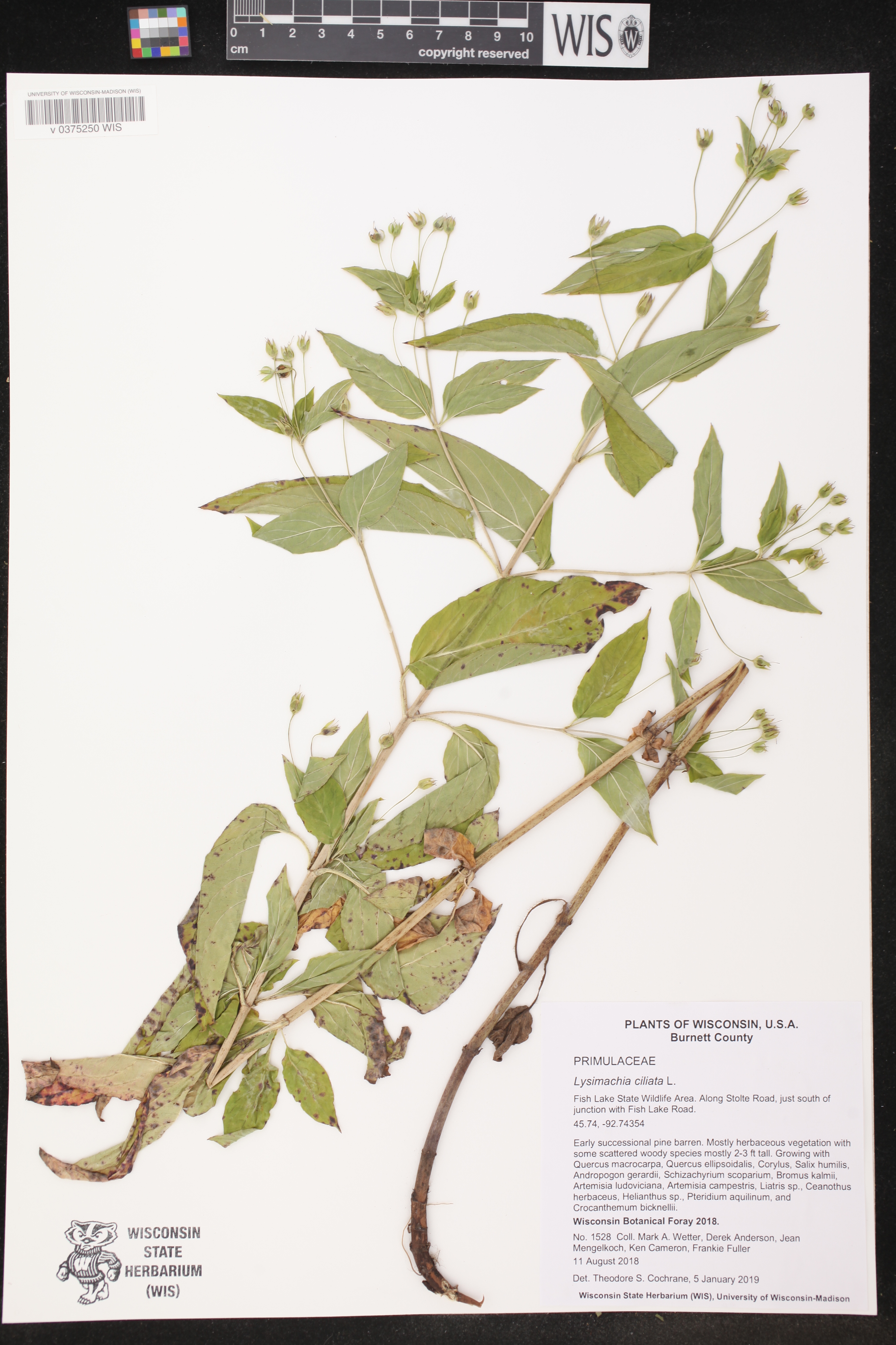 Lysimachia ciliata image