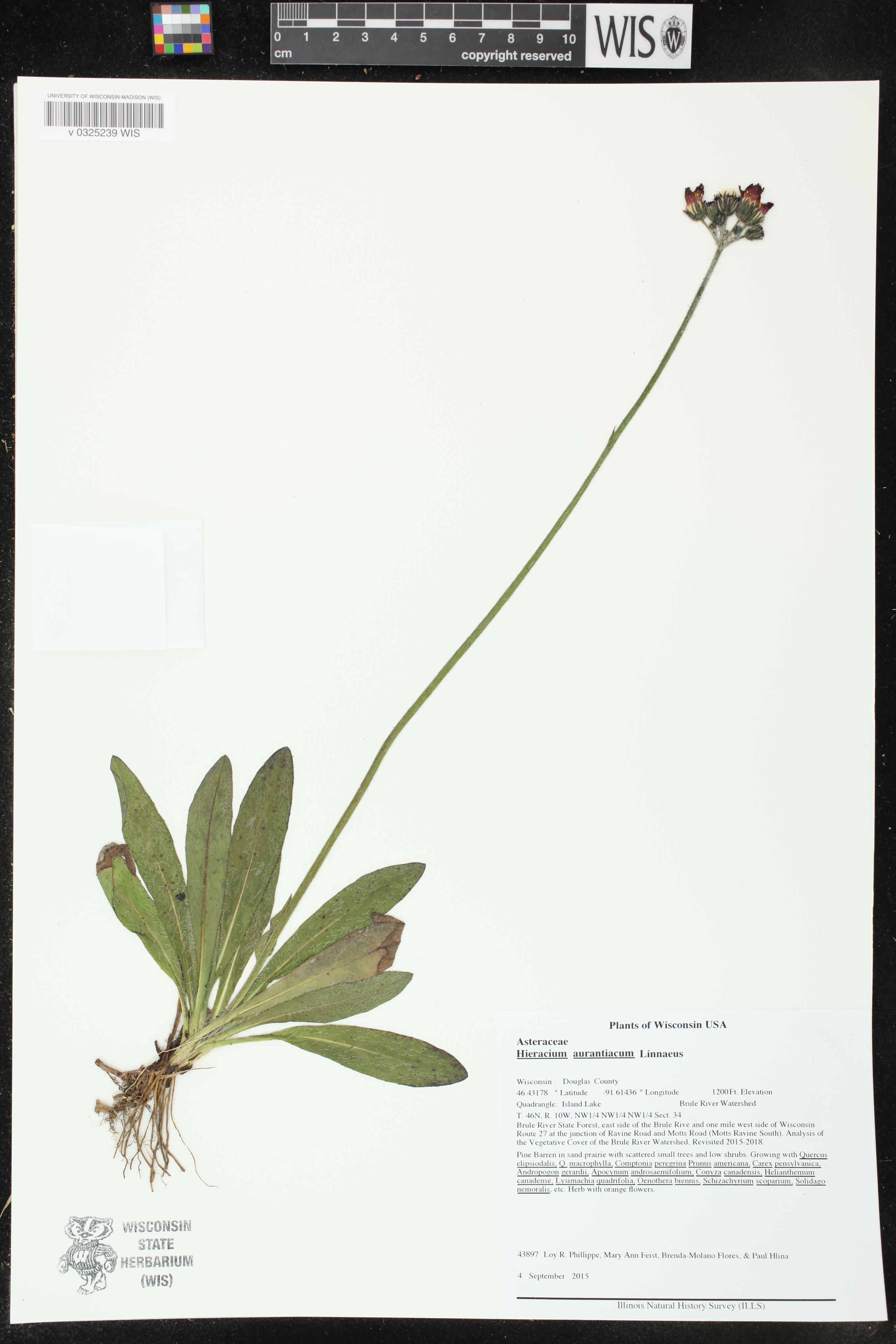 Hieracium aurantiacum image