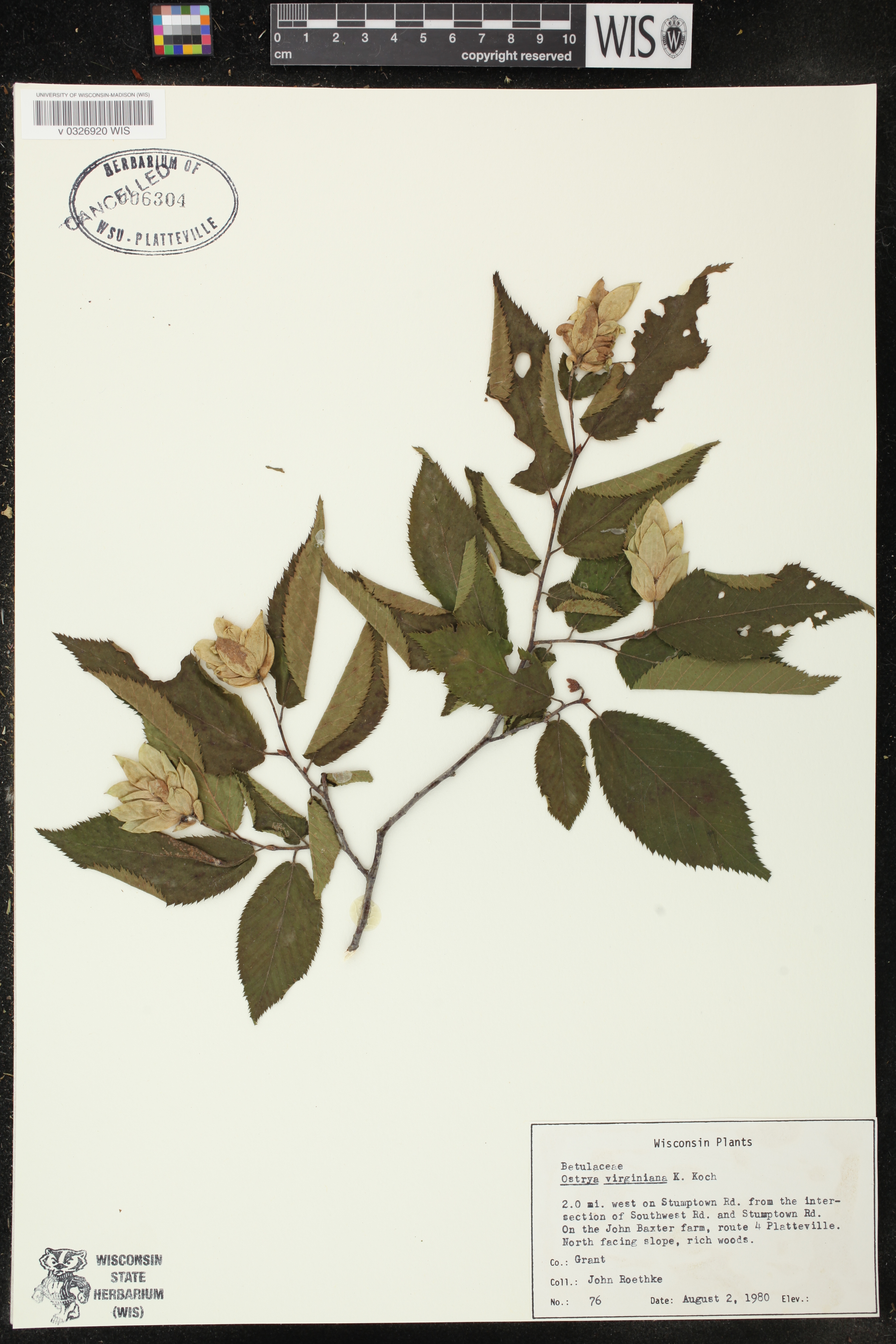 Ostrya virginiana image