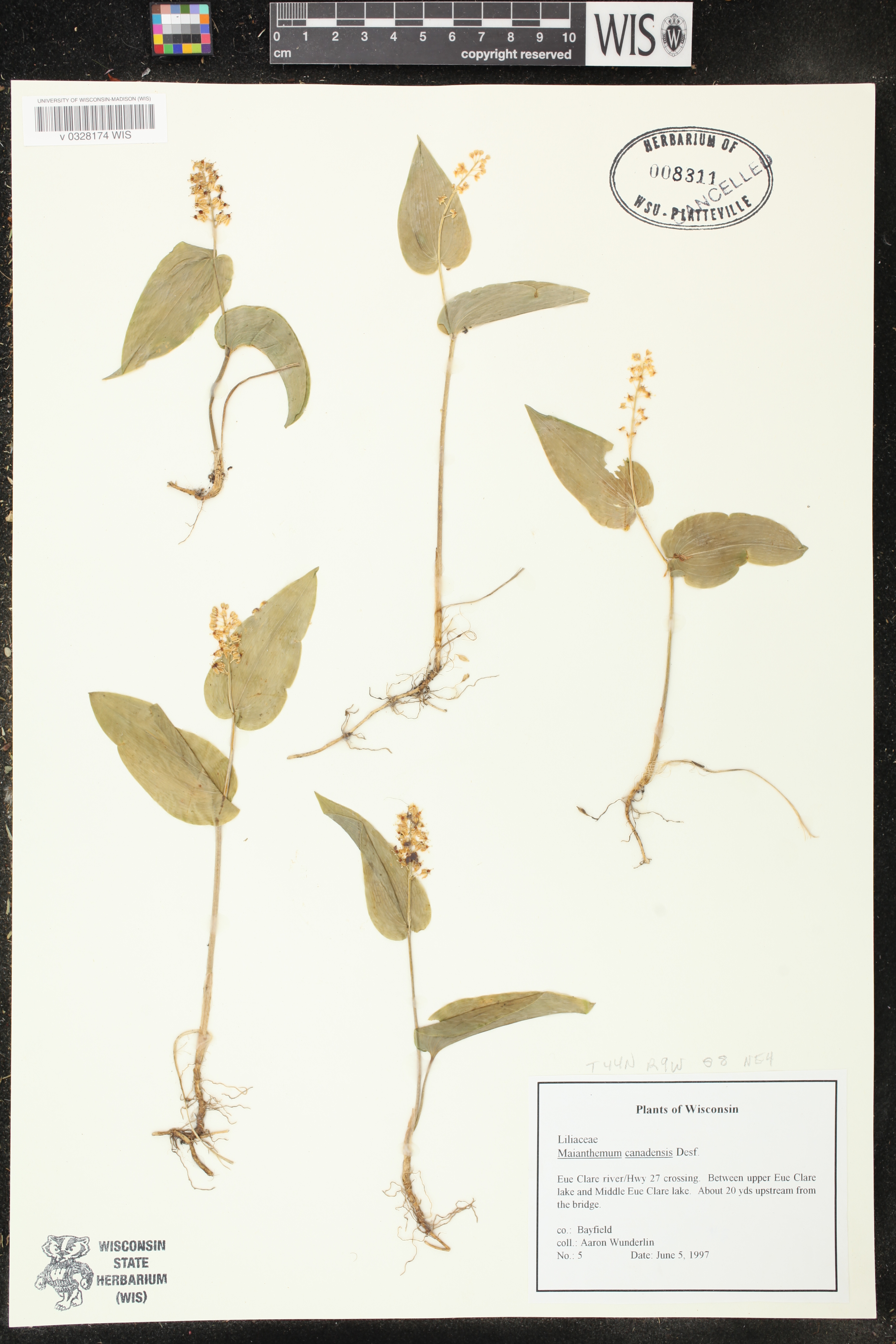 Maianthemum canadense image