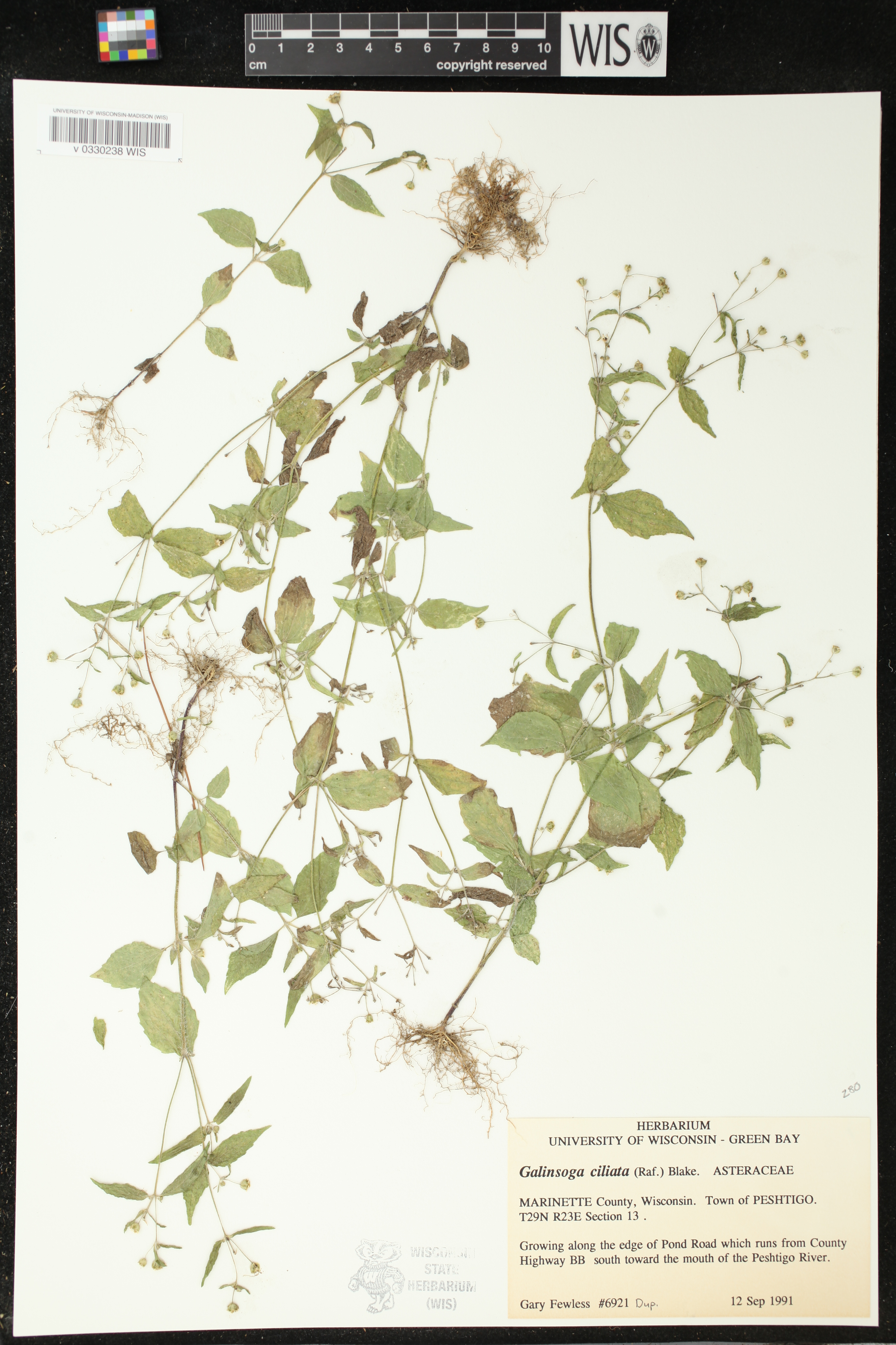 Galinsoga quadriradiata image