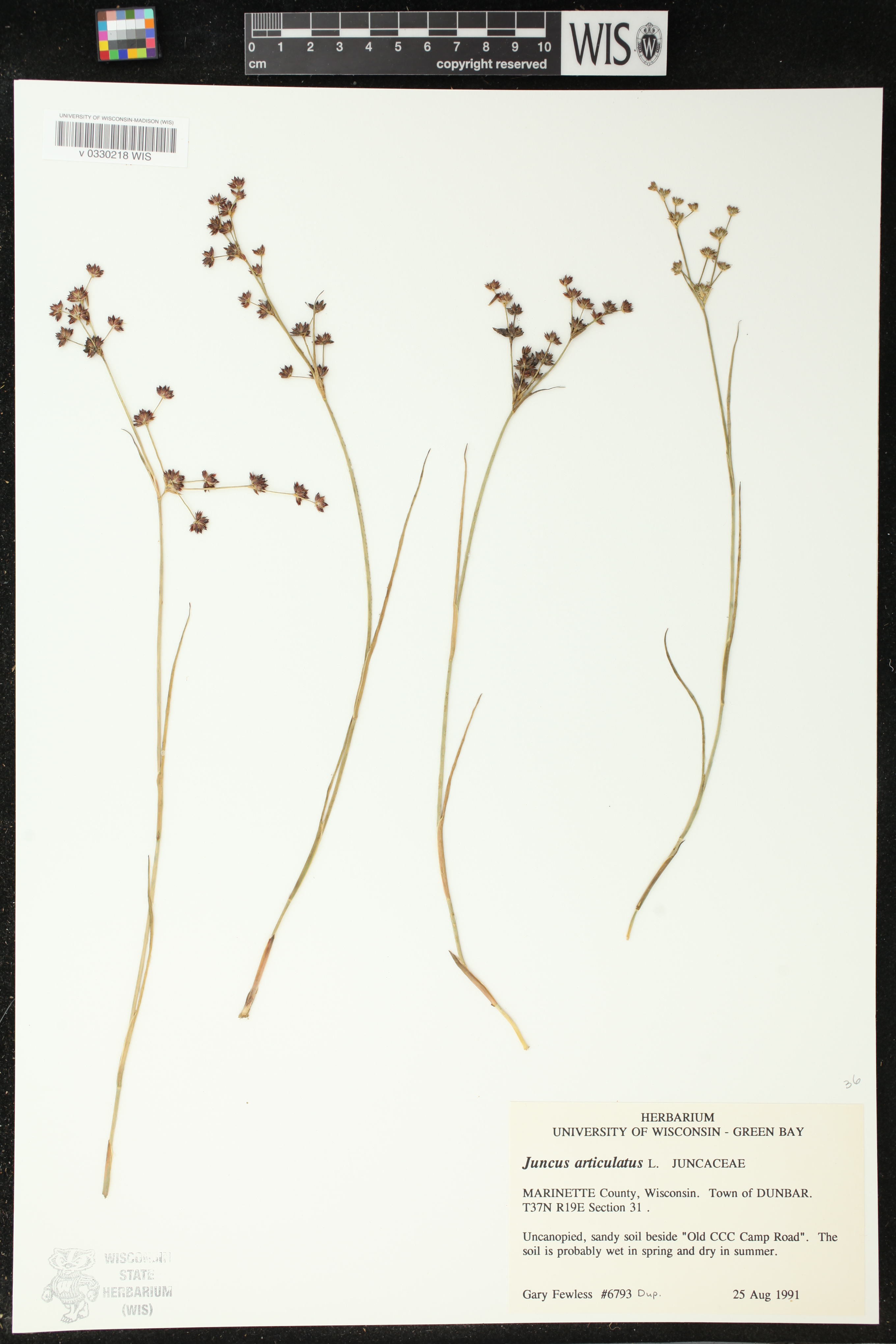 Juncus articulatus image