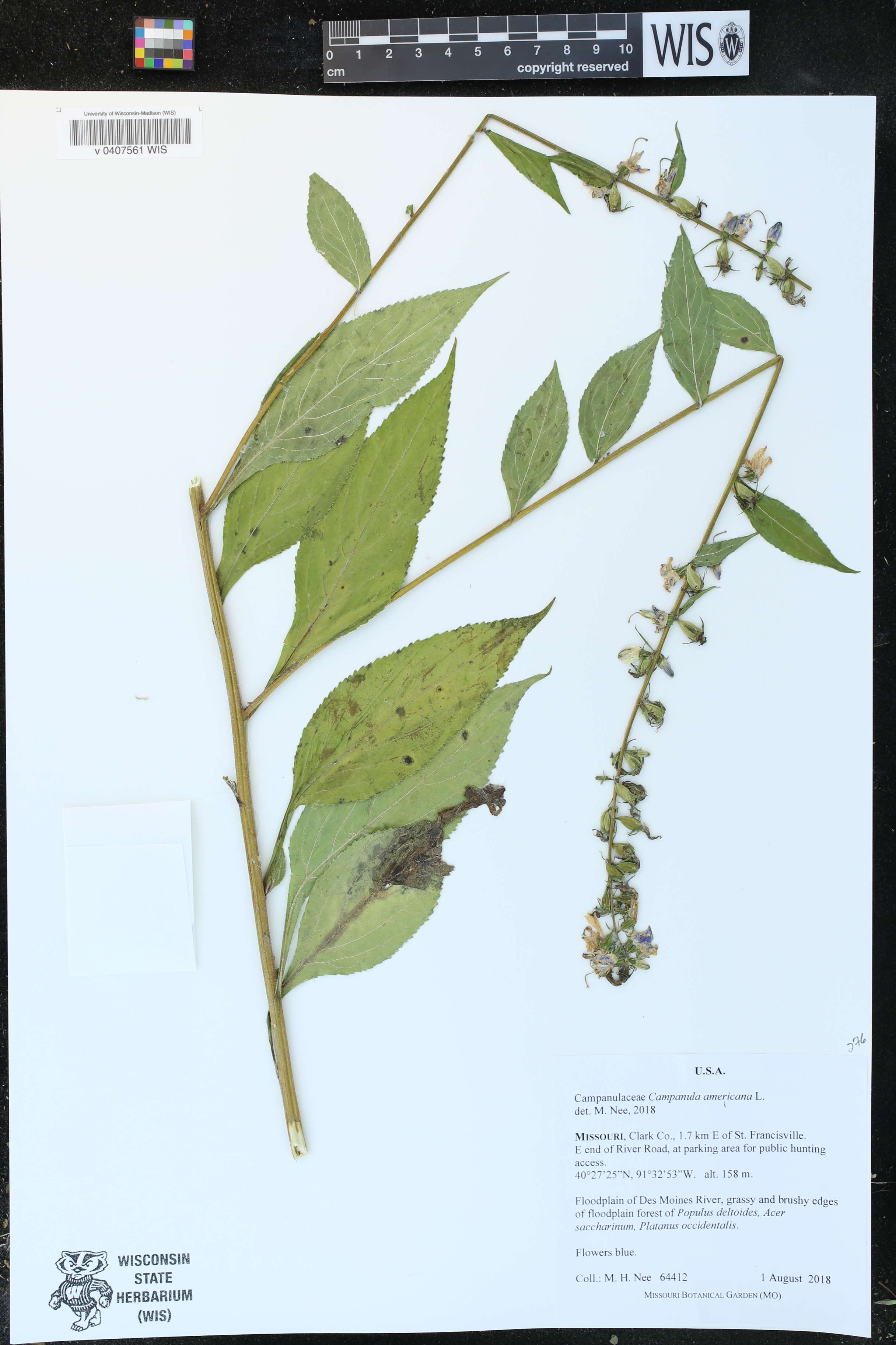 Campanulastrum americanum image