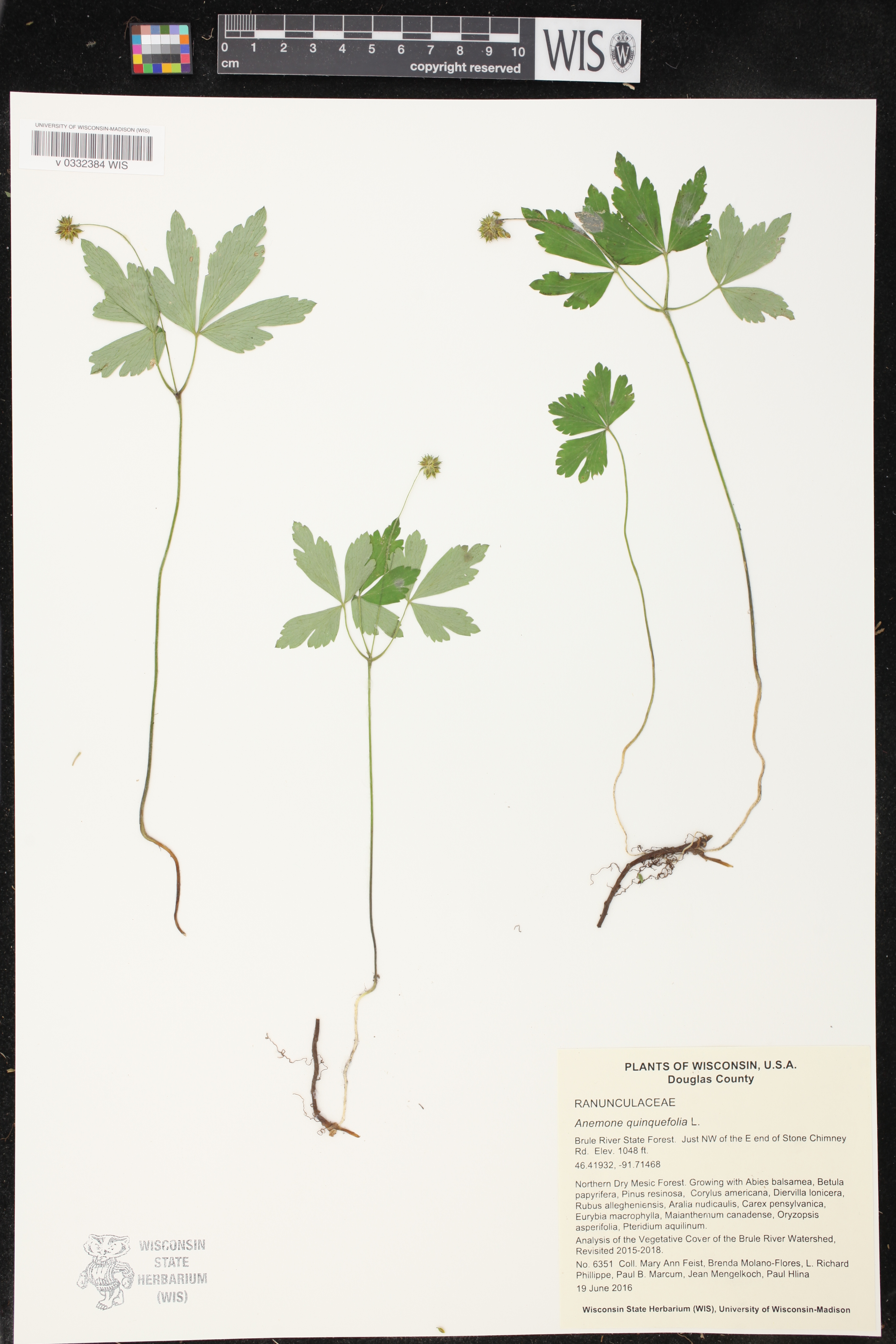 Anemone quinquefolia image