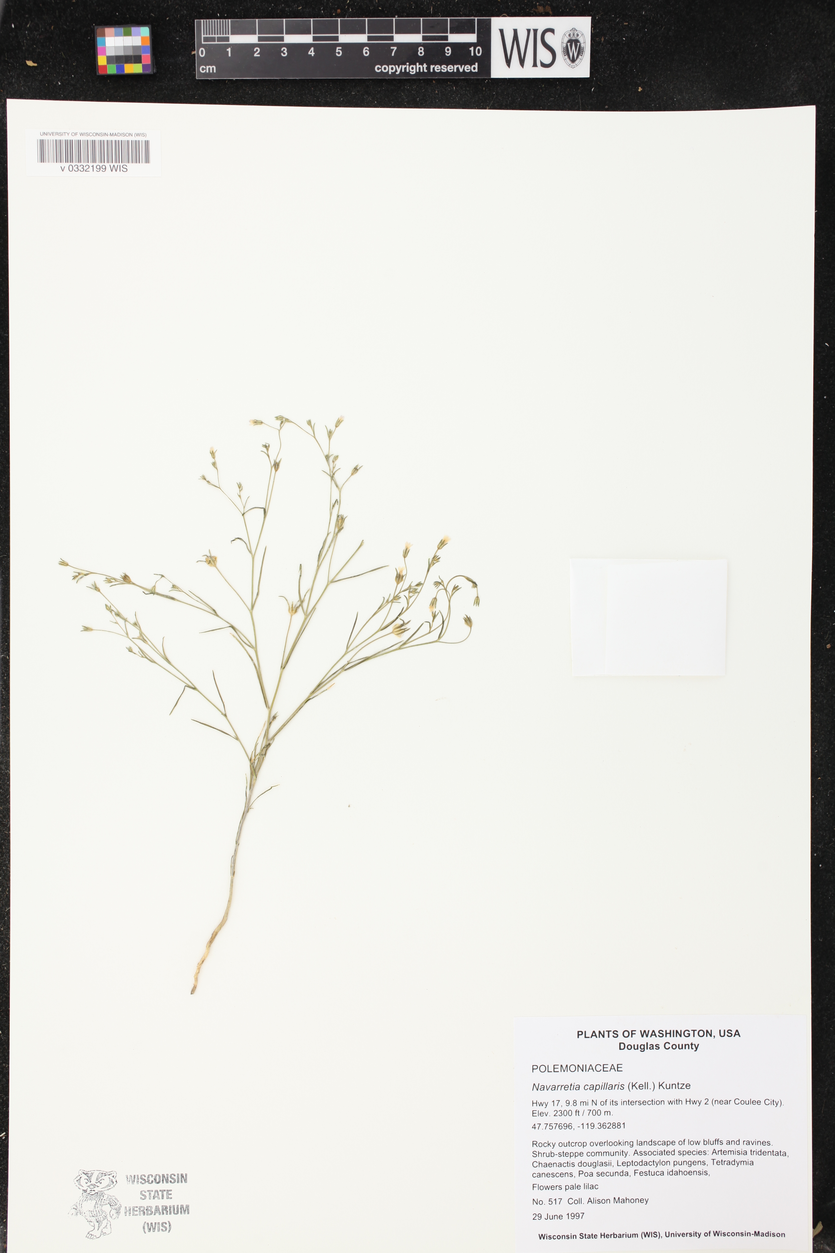 Navarretia capillaris image