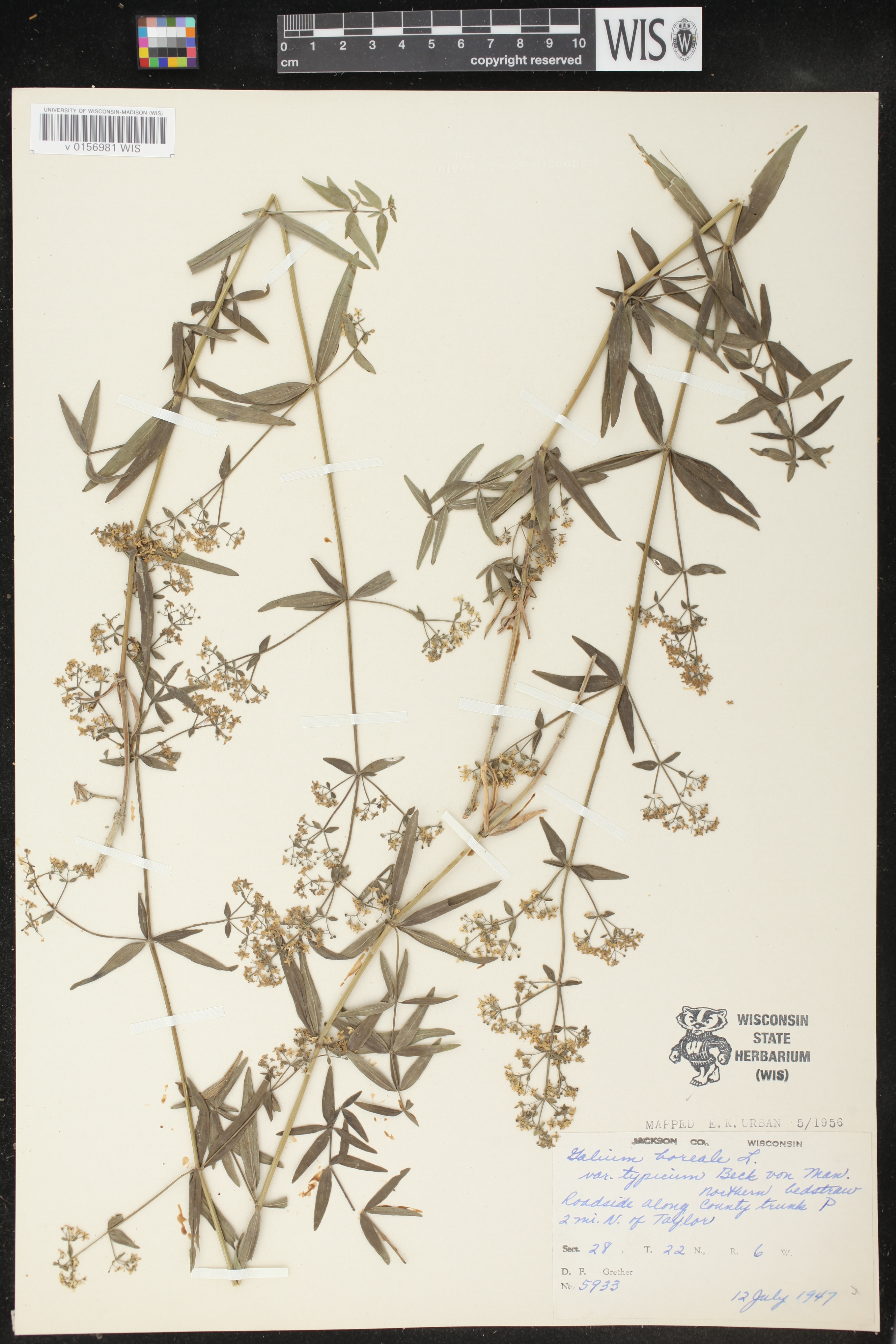 Galium boreale image