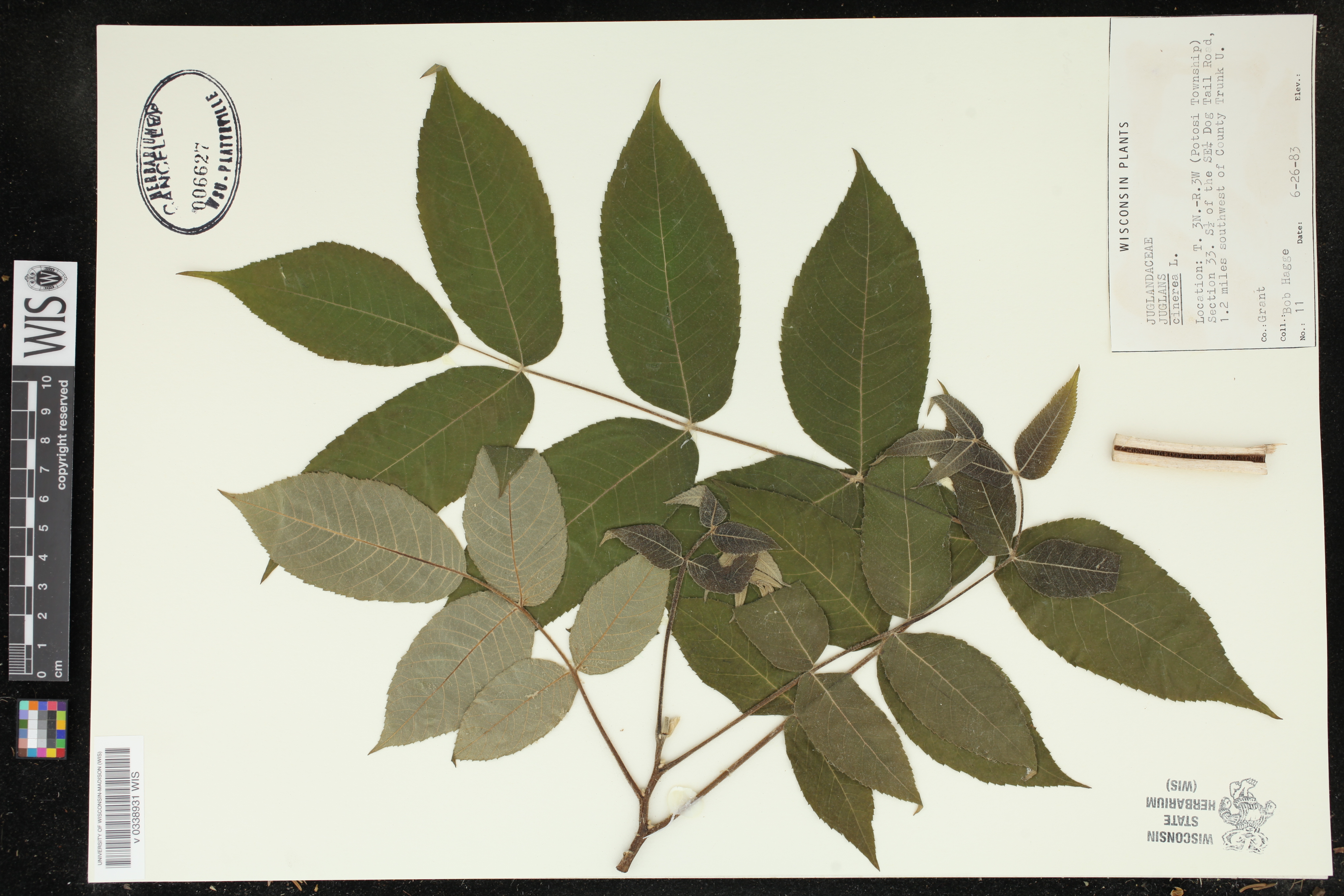 Juglans cinerea image