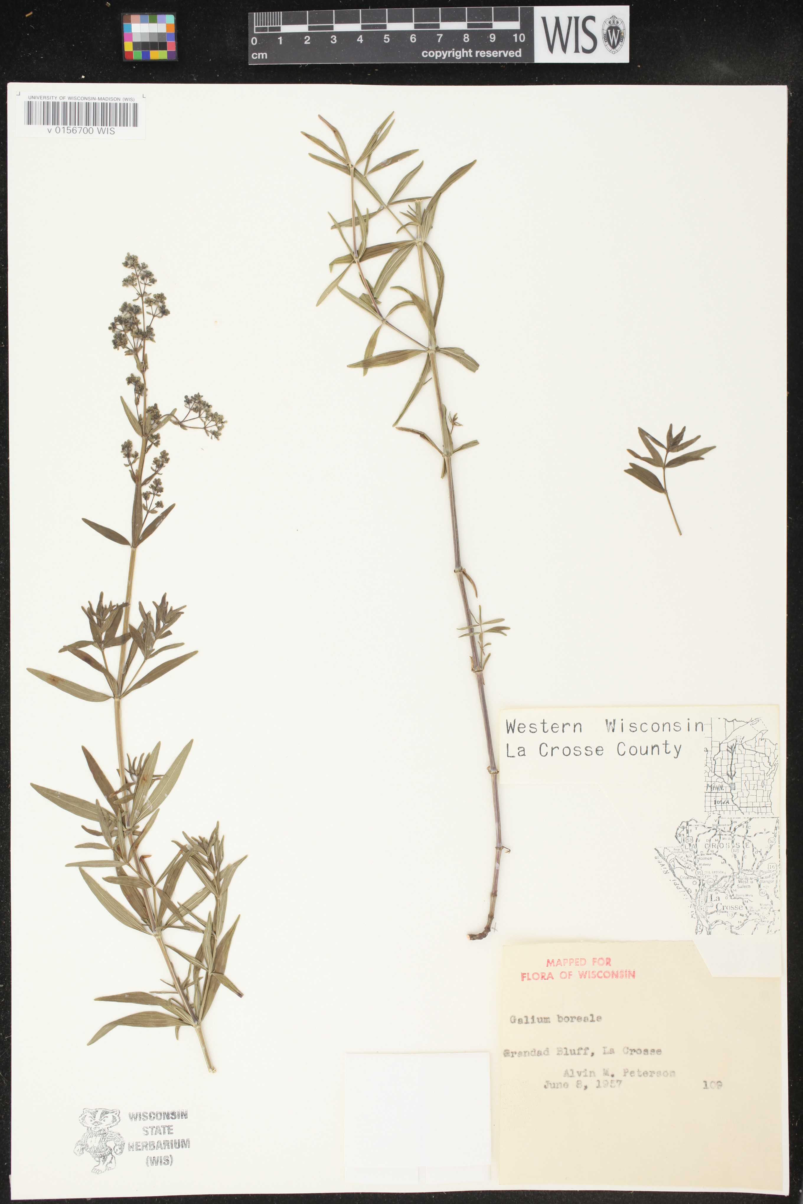 Galium boreale image