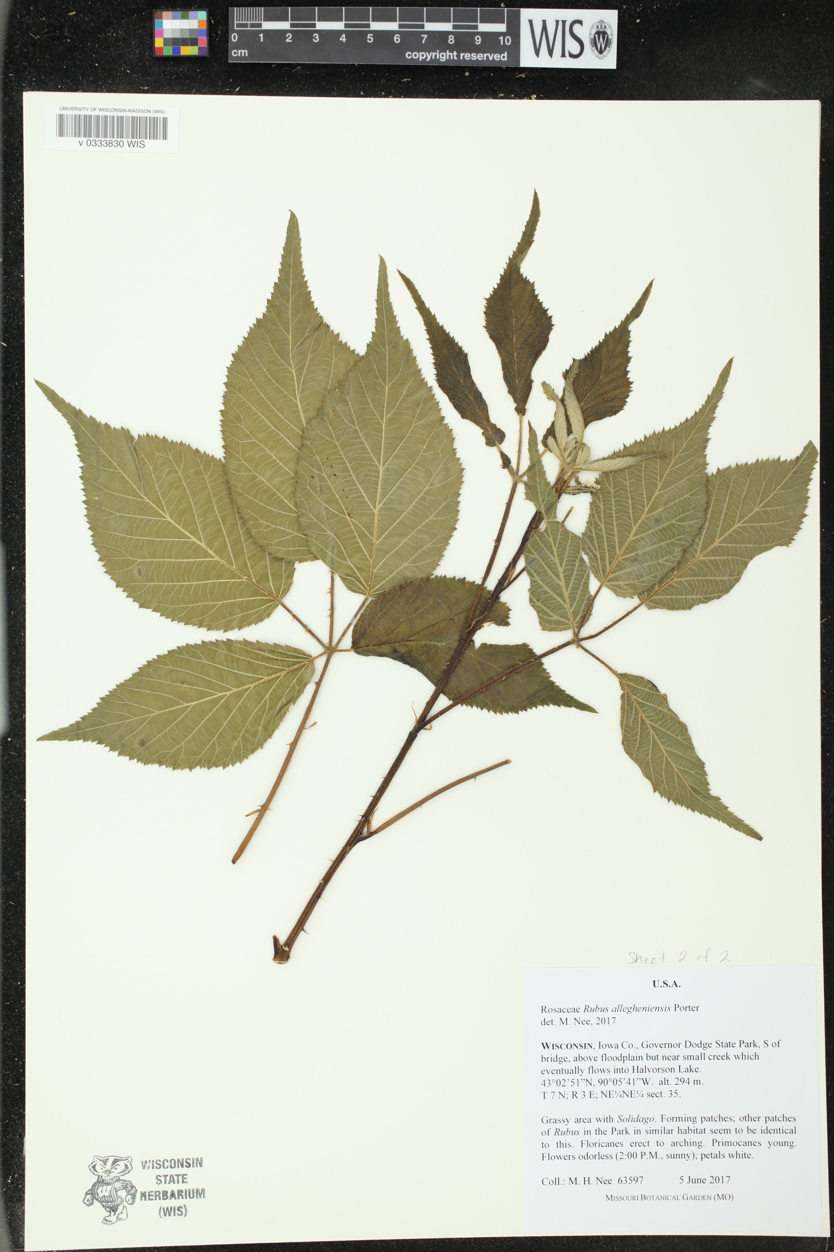Rubus allegheniensis image