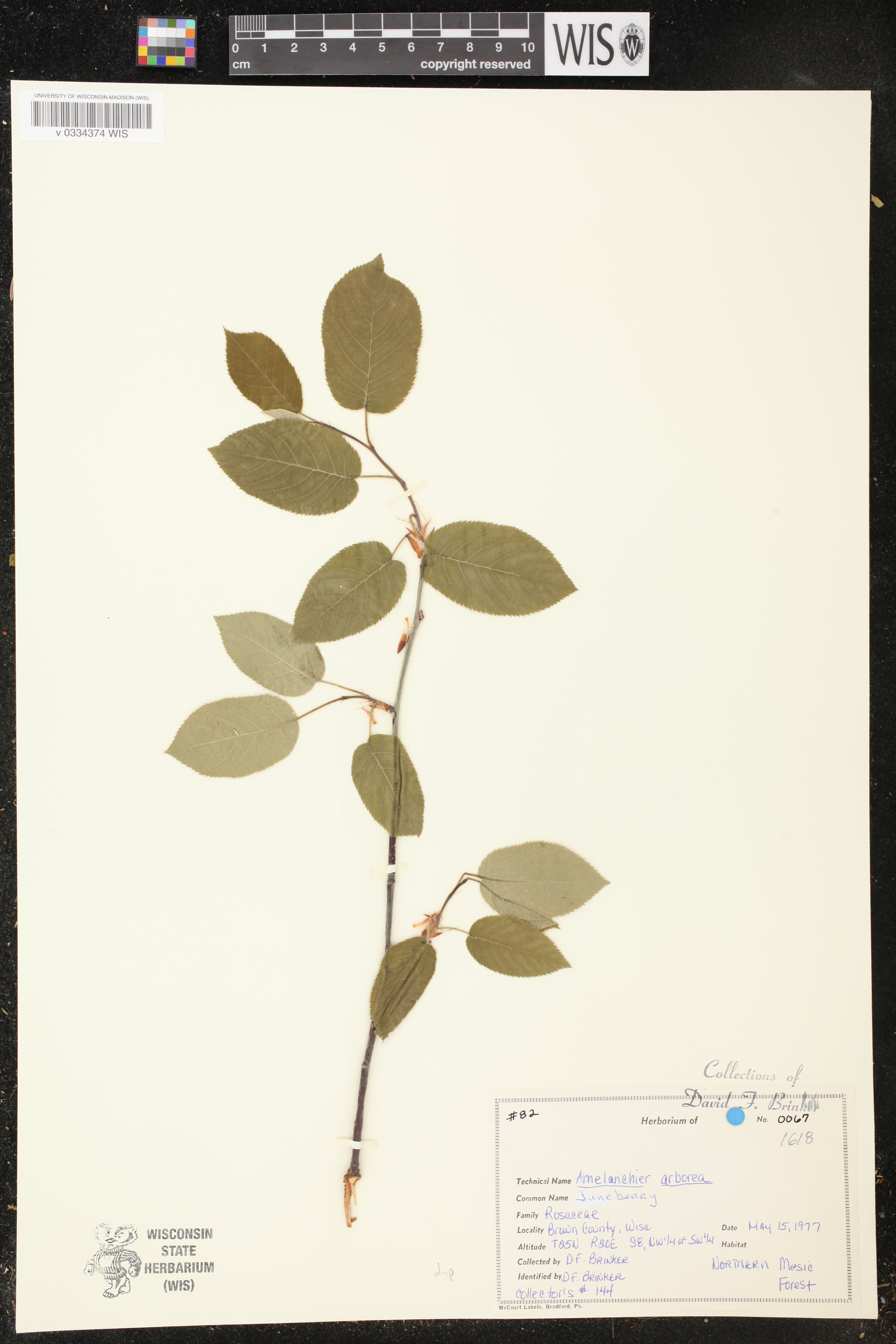 Amelanchier arborea image