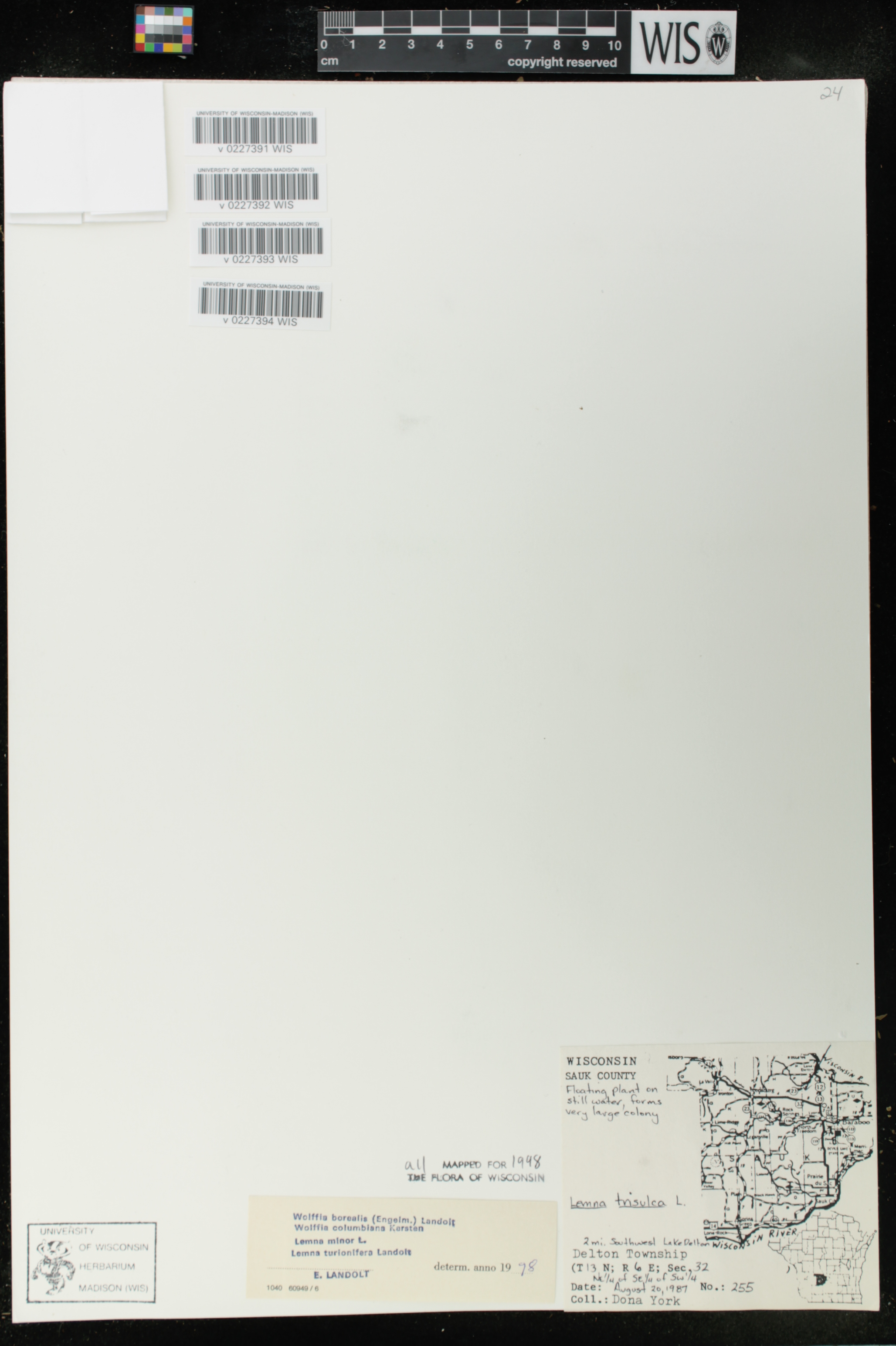 Lemna turionifera image