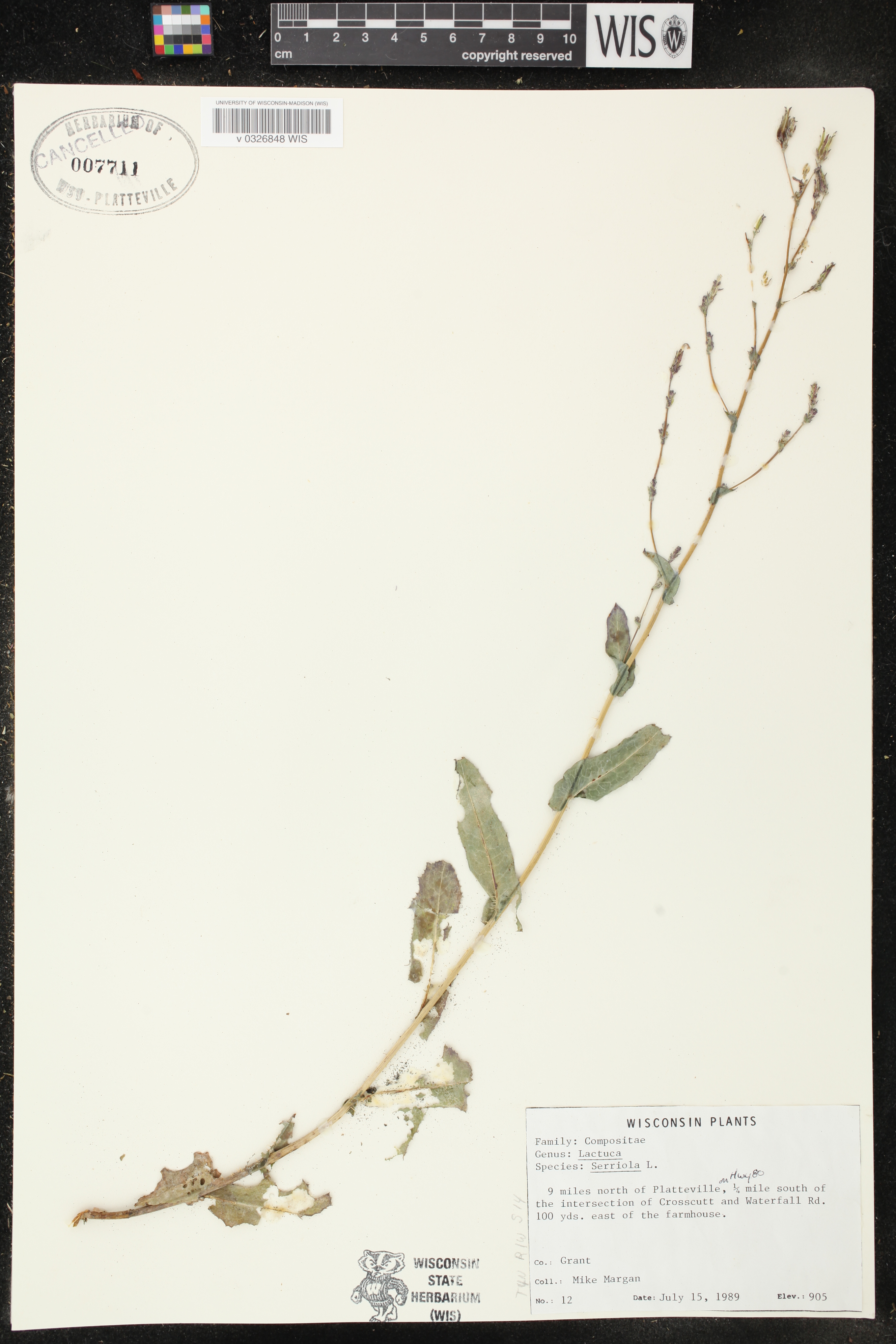 Lactuca serriola image