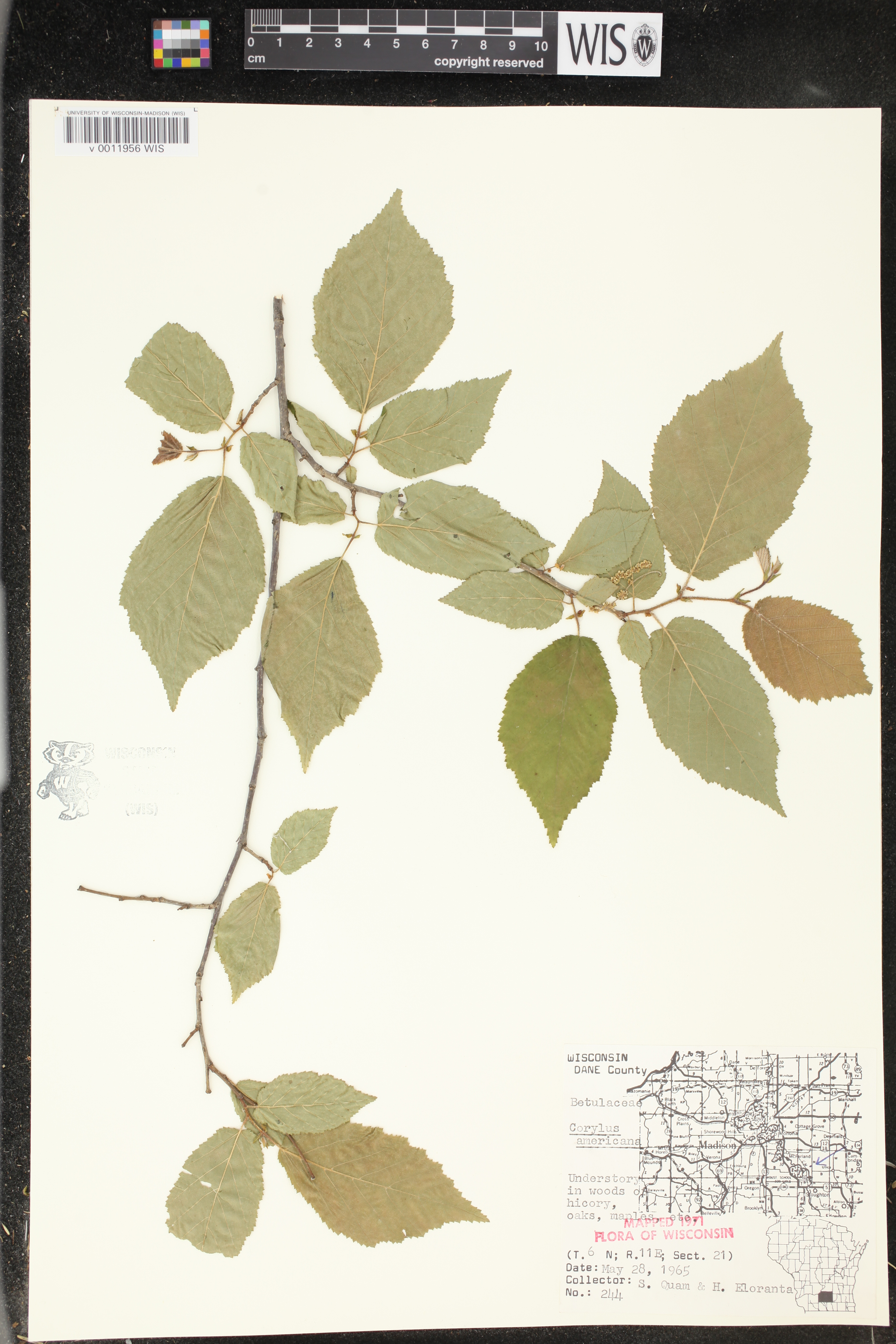 Corylus americana image