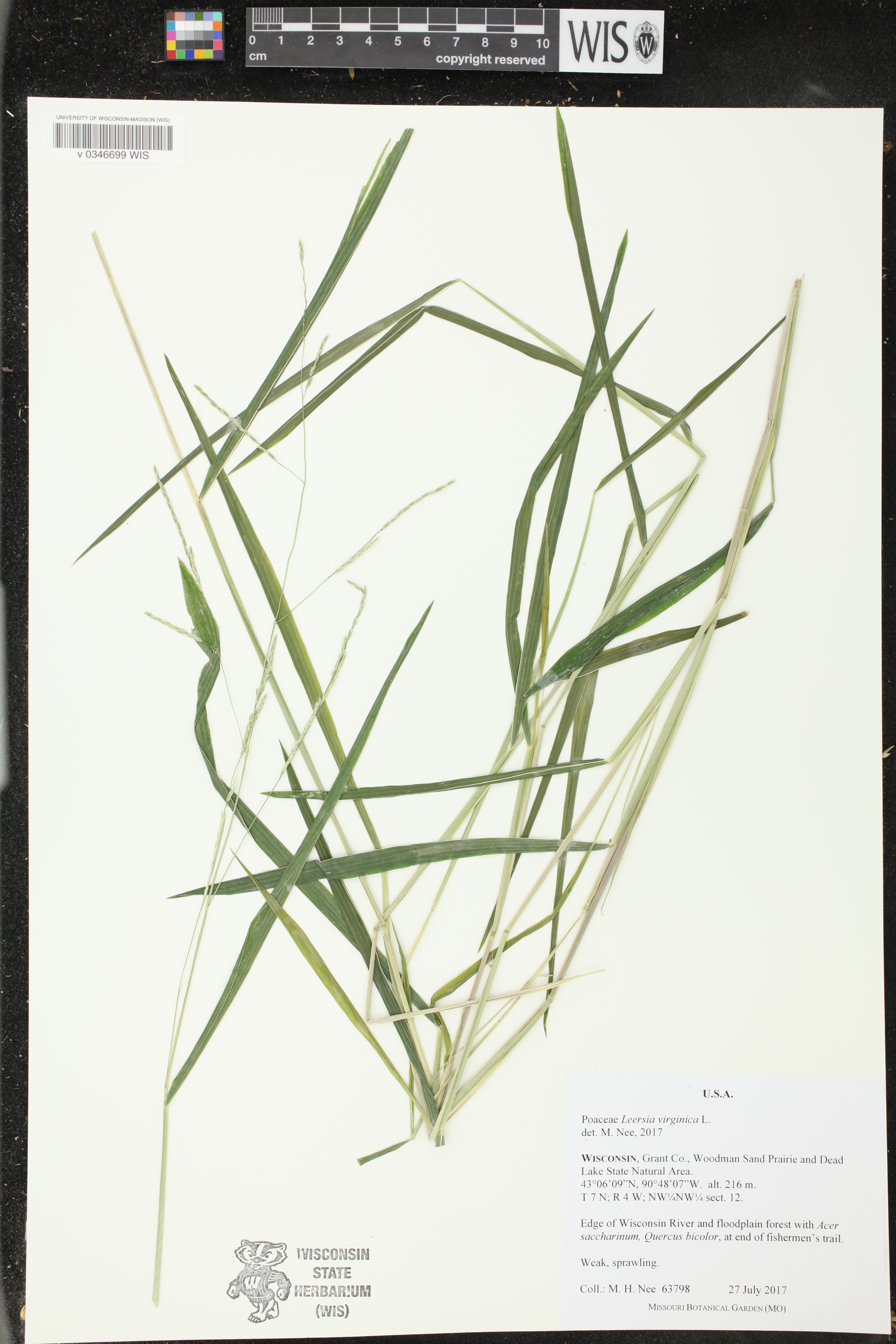 Leersia virginica image