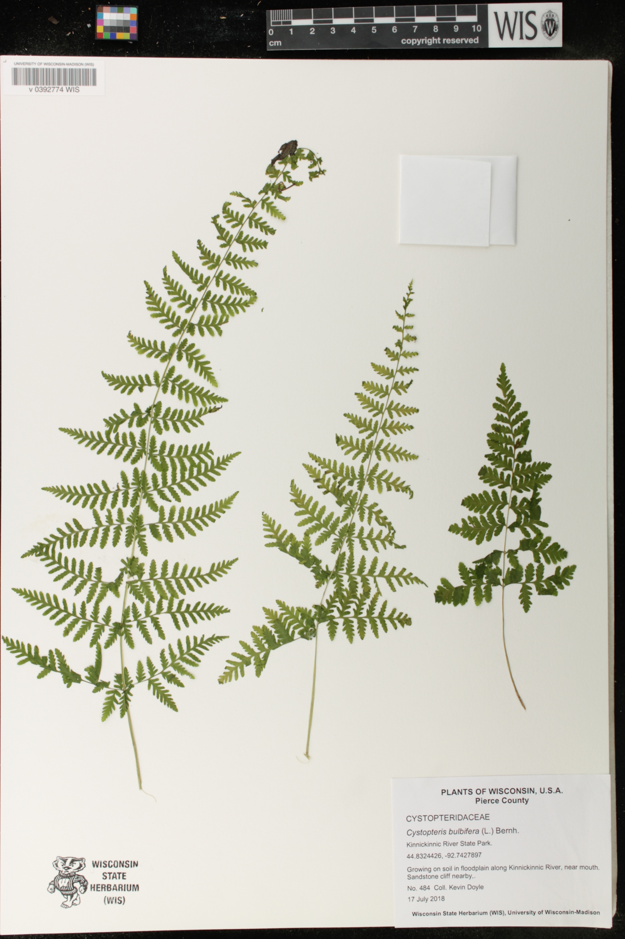 Cystopteris bulbifera image
