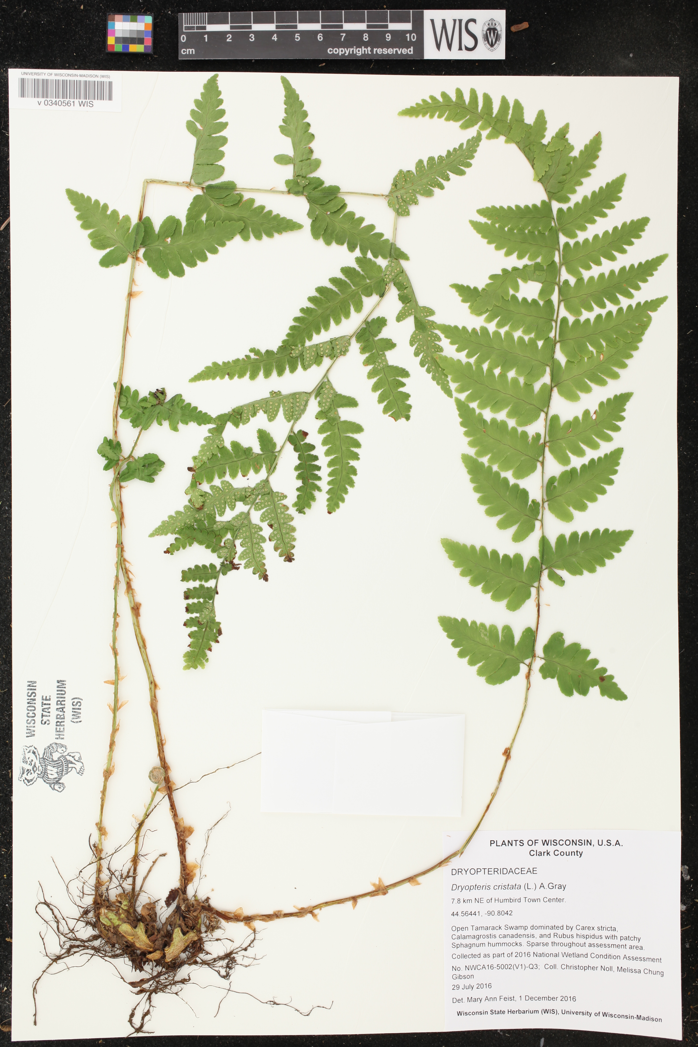 Dryopteris cristata image