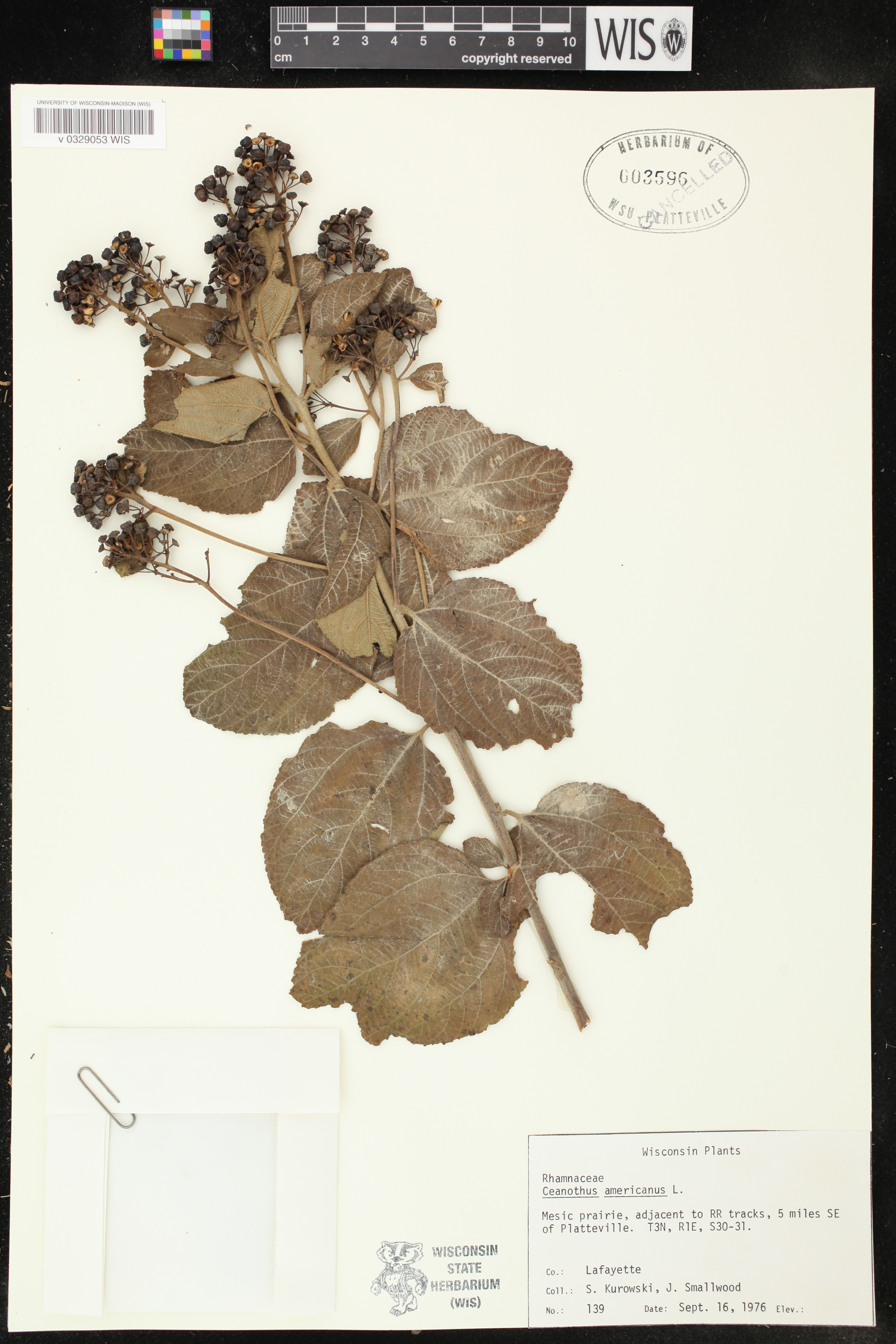 Ceanothus americanus image
