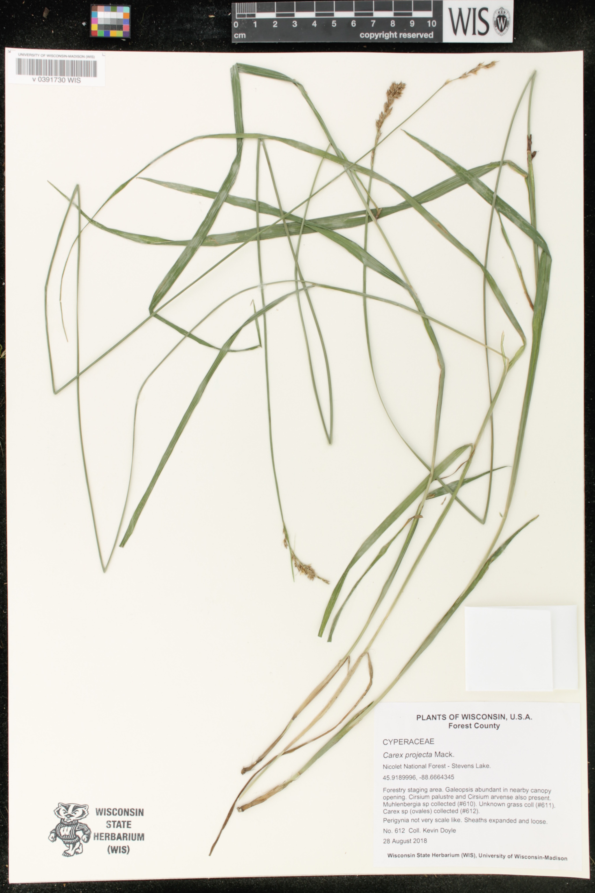 Carex projecta image