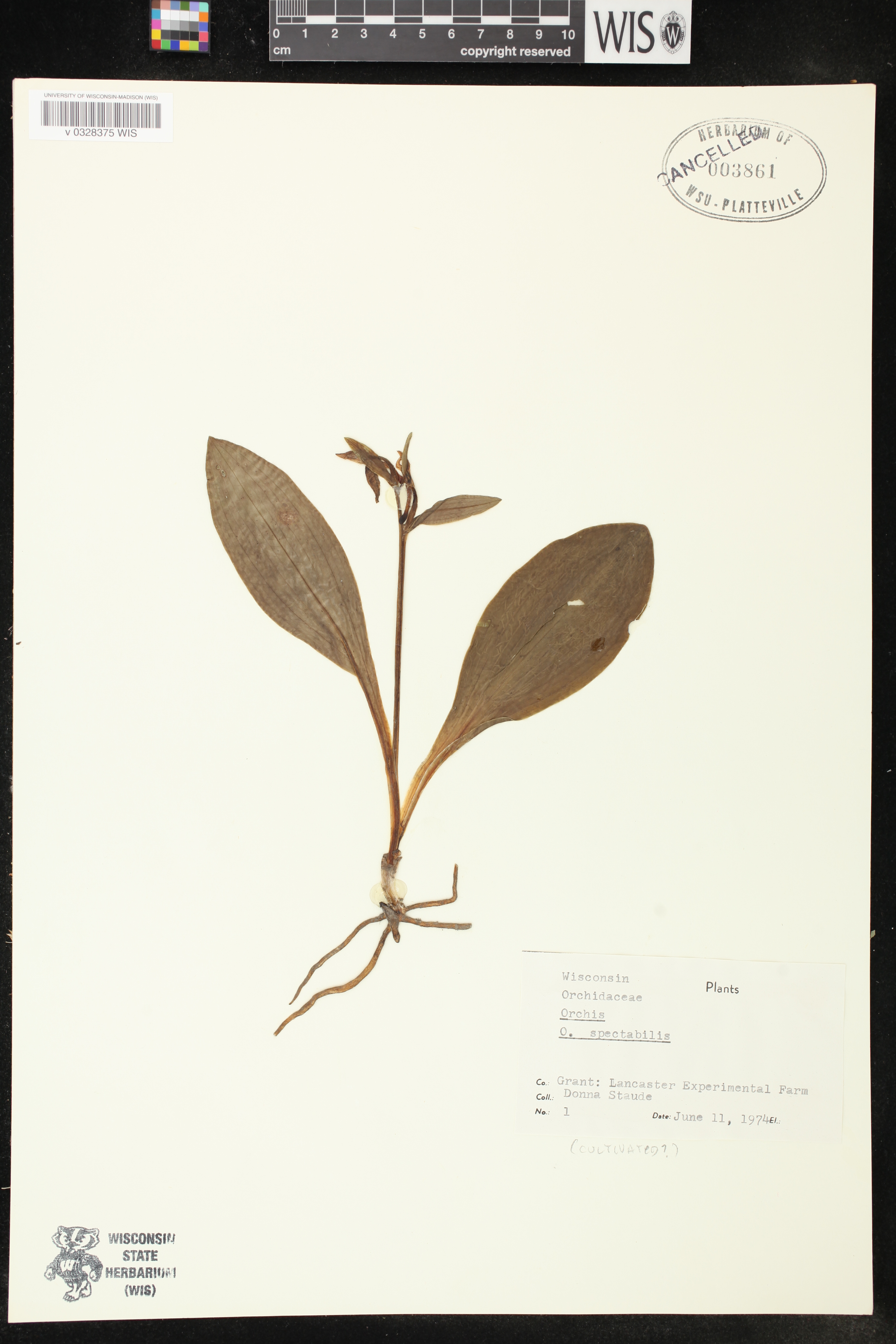 Galearis spectabilis image